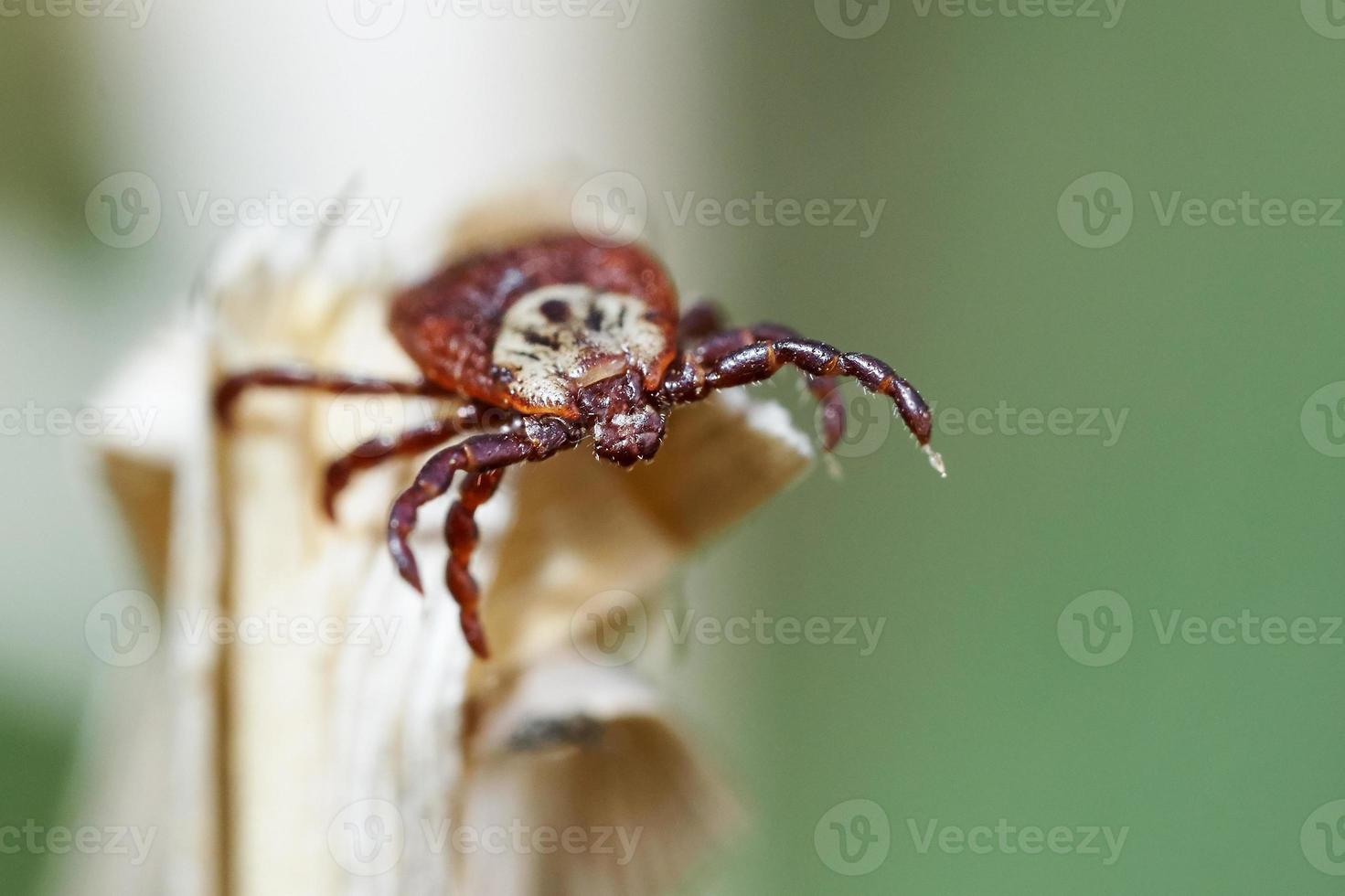 Tick sitting on the top of a dry grass photo