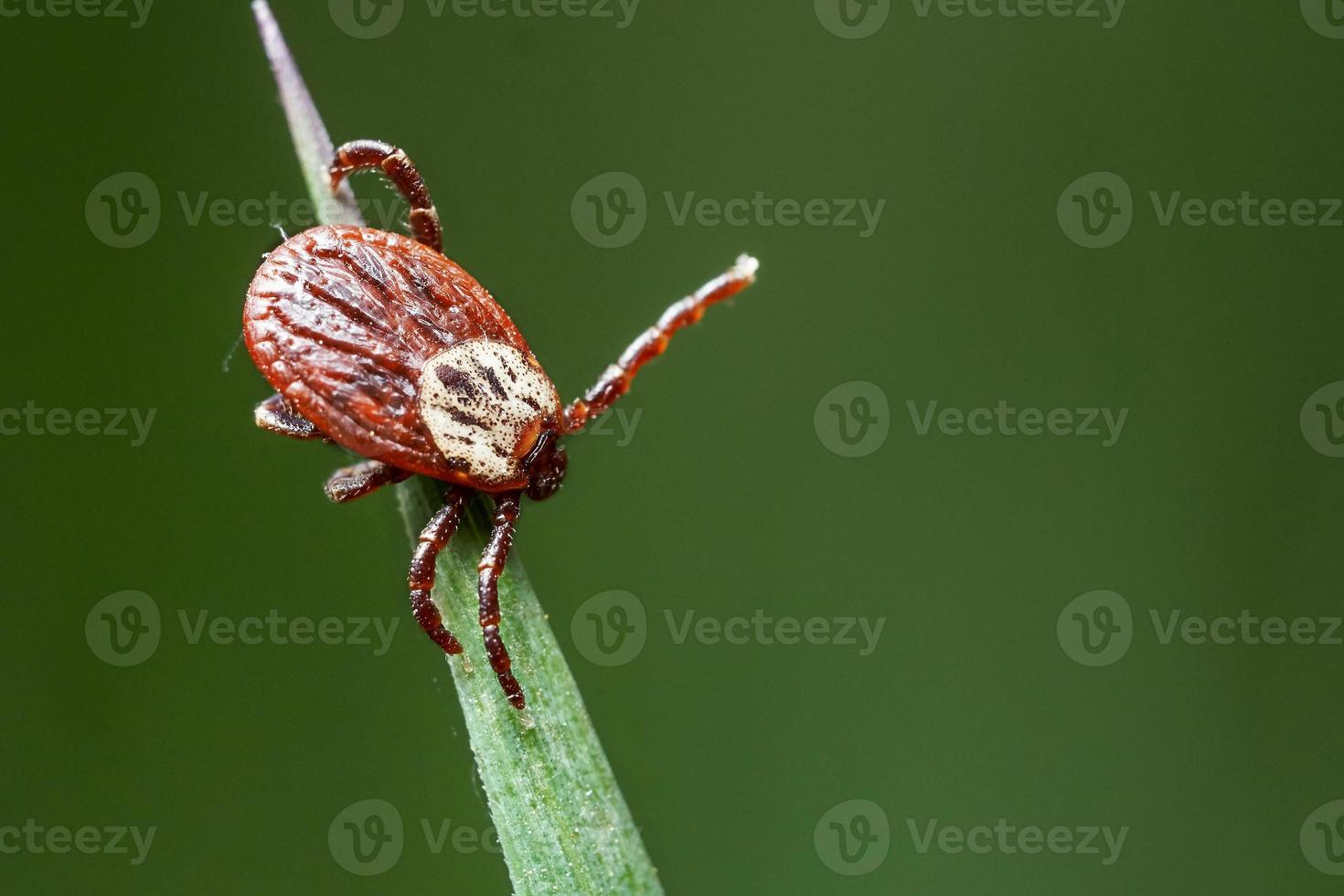 Tick sitting on the green grass waiting for his victim in spring outdoors photo