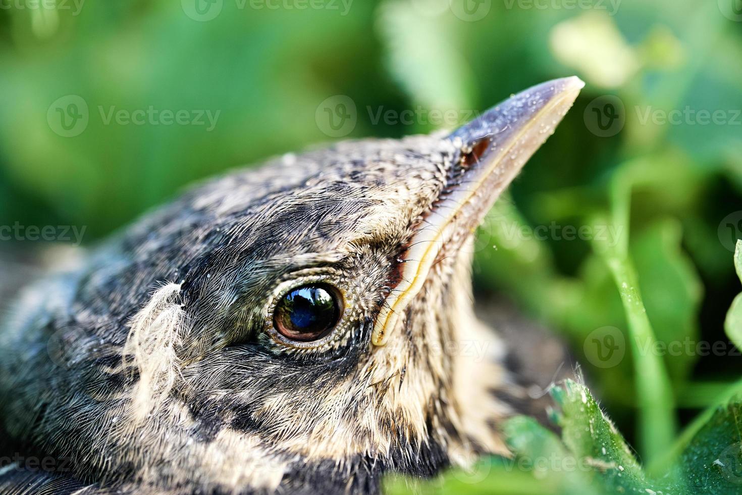 Head of a grown-up nestling of a thrush in green grass who has just jumped down from the nest photo