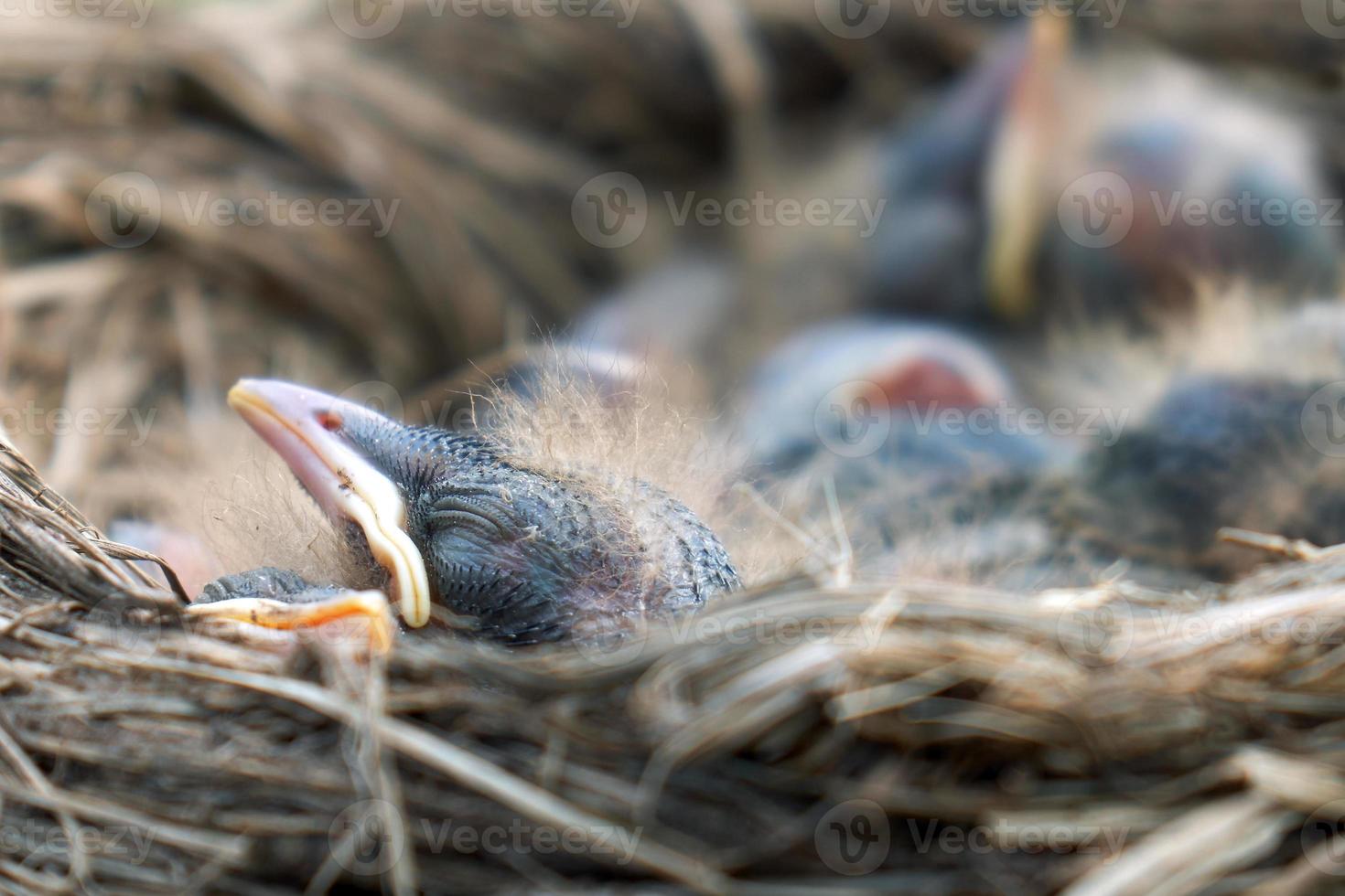 Newborn fluffy nestlings of a thrush sleeping in a nest photo