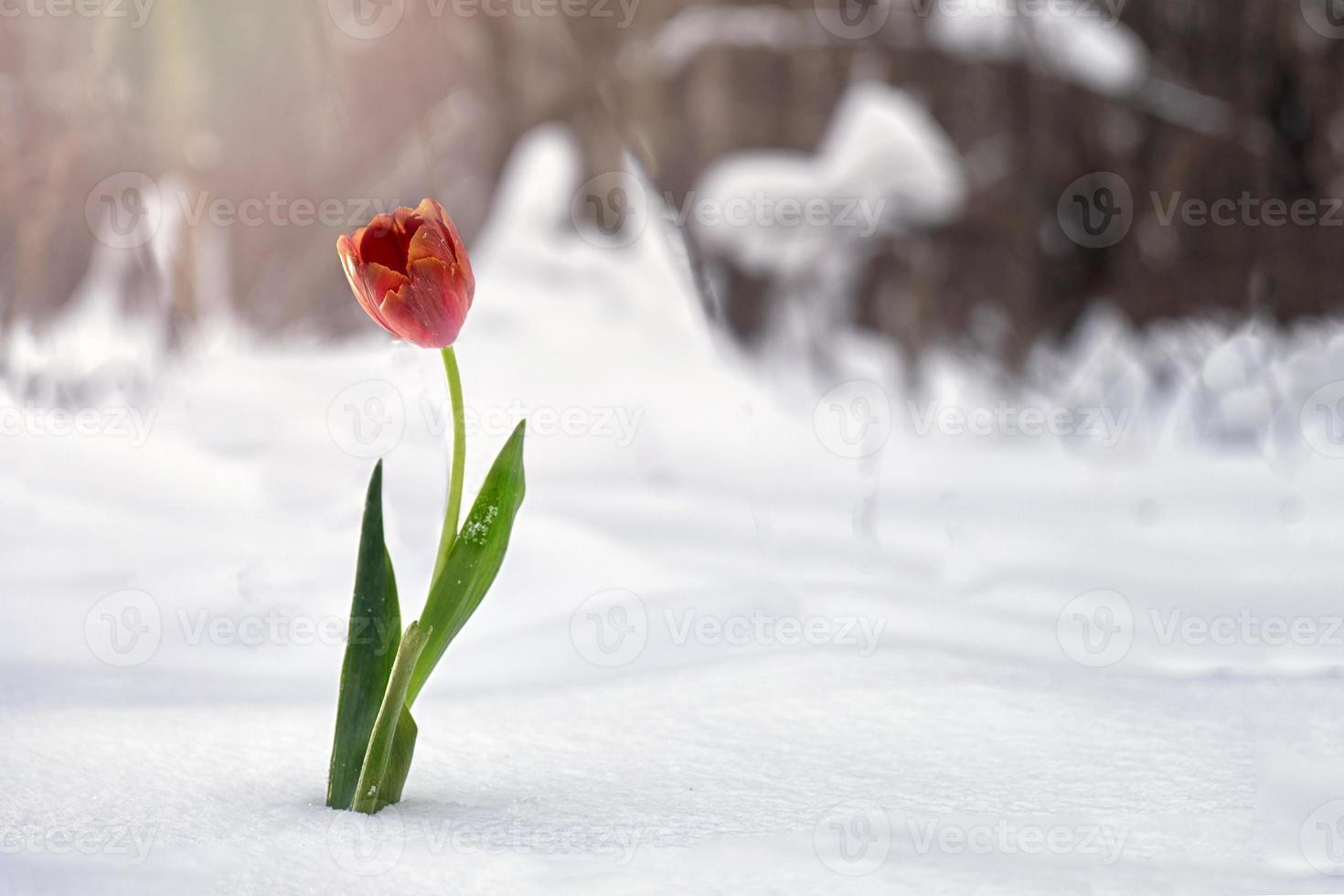 Red tulip growing in snow in forest photo