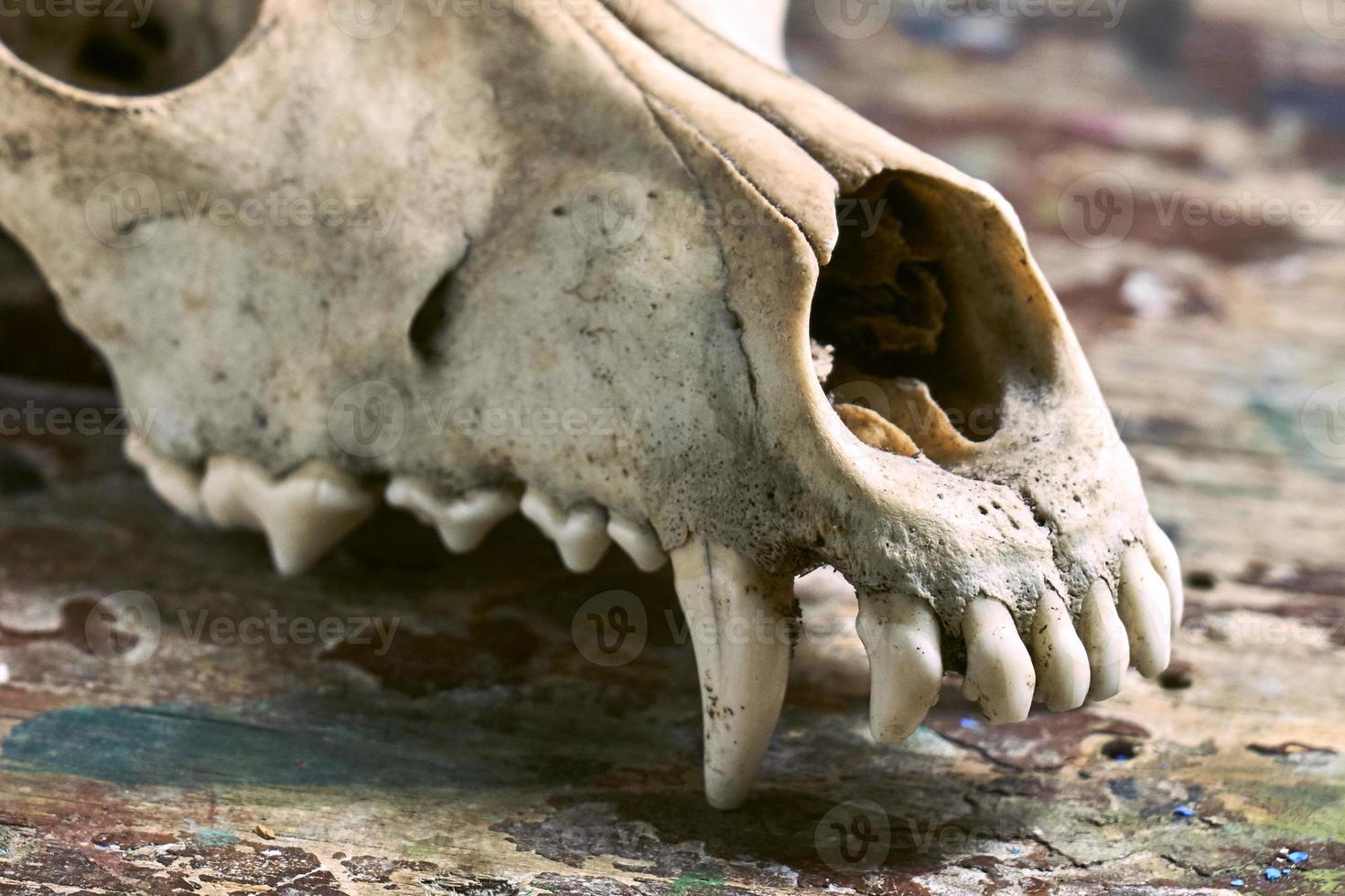 Dog scull without lower jaw photo