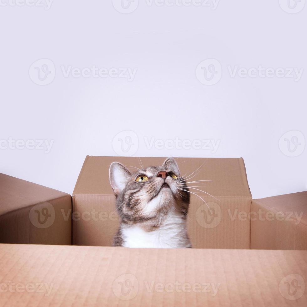 cat in cardboard box looking up to copy space photo