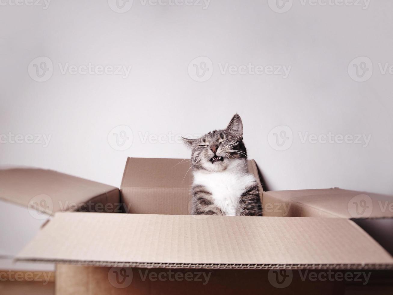 gracioso gato riendo en caja de cartón foto