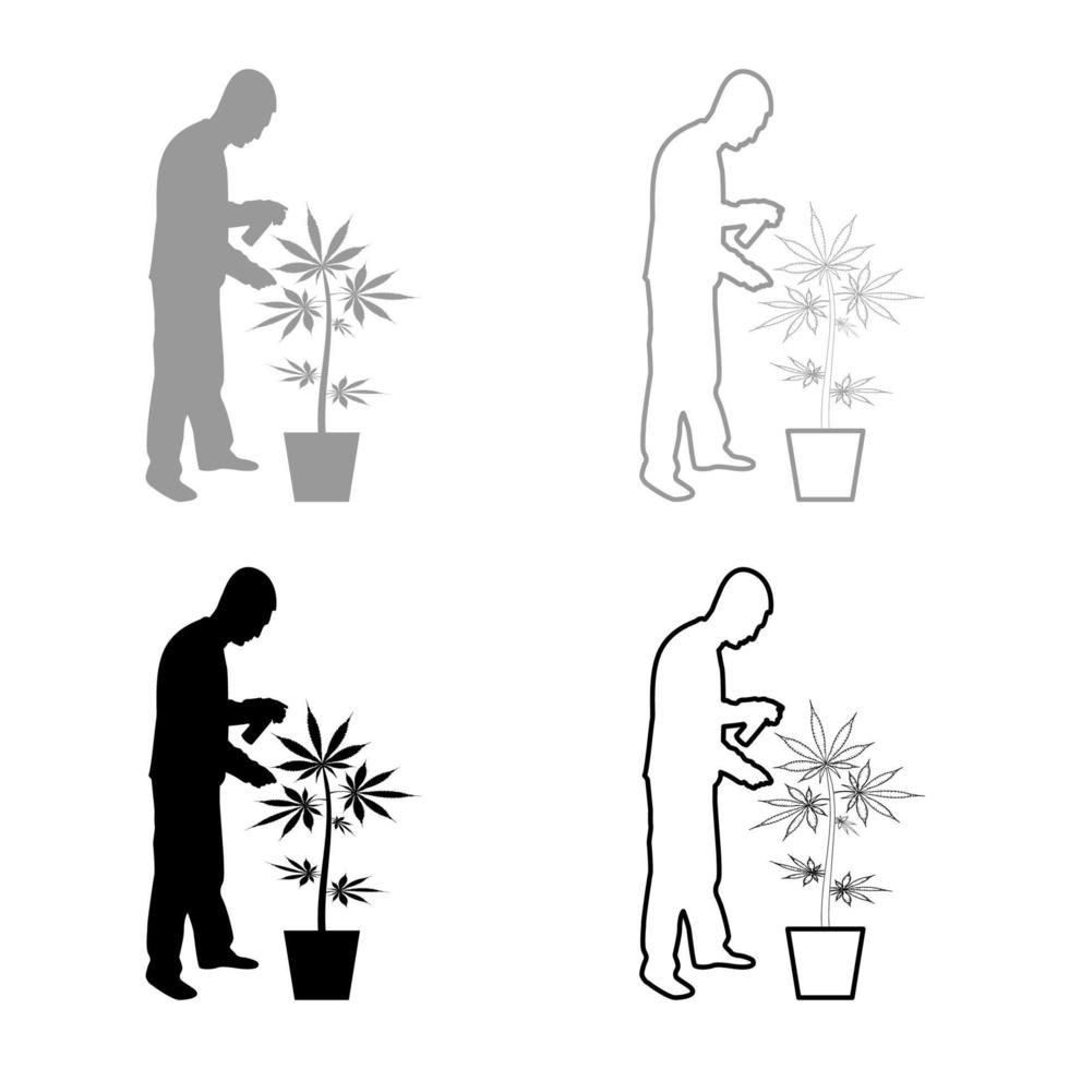 hombre cuidando la planta de marihuana en la olla rociando agua usando aspersores de mano riego jardinería cosecha concepto en casa silueta gris negro color vector ilustración contorno sólido estilo imagen