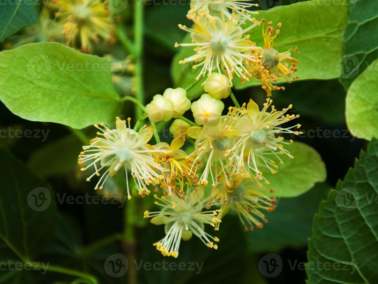 Natural linden flowers photo