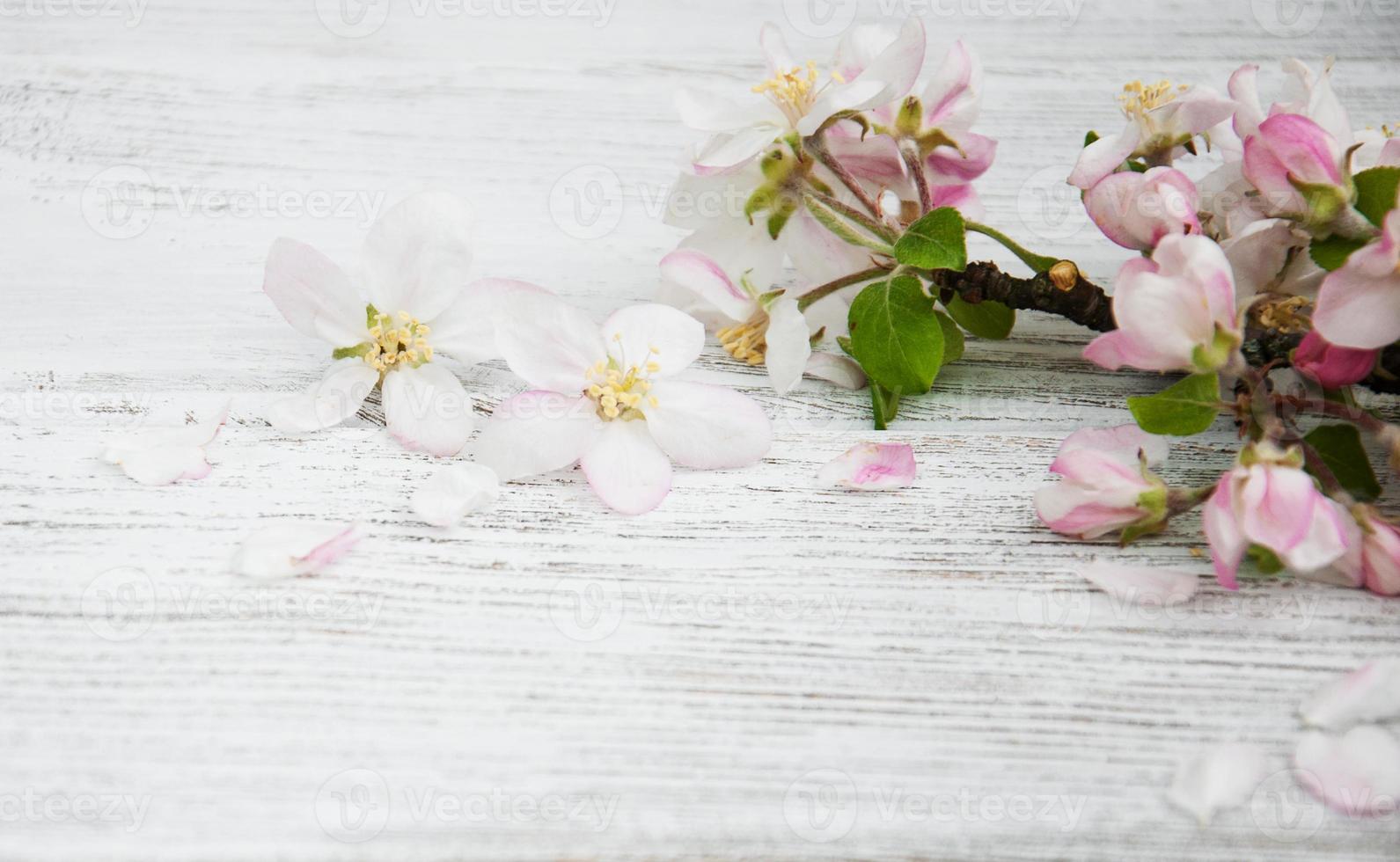 Spring apple blossom photo