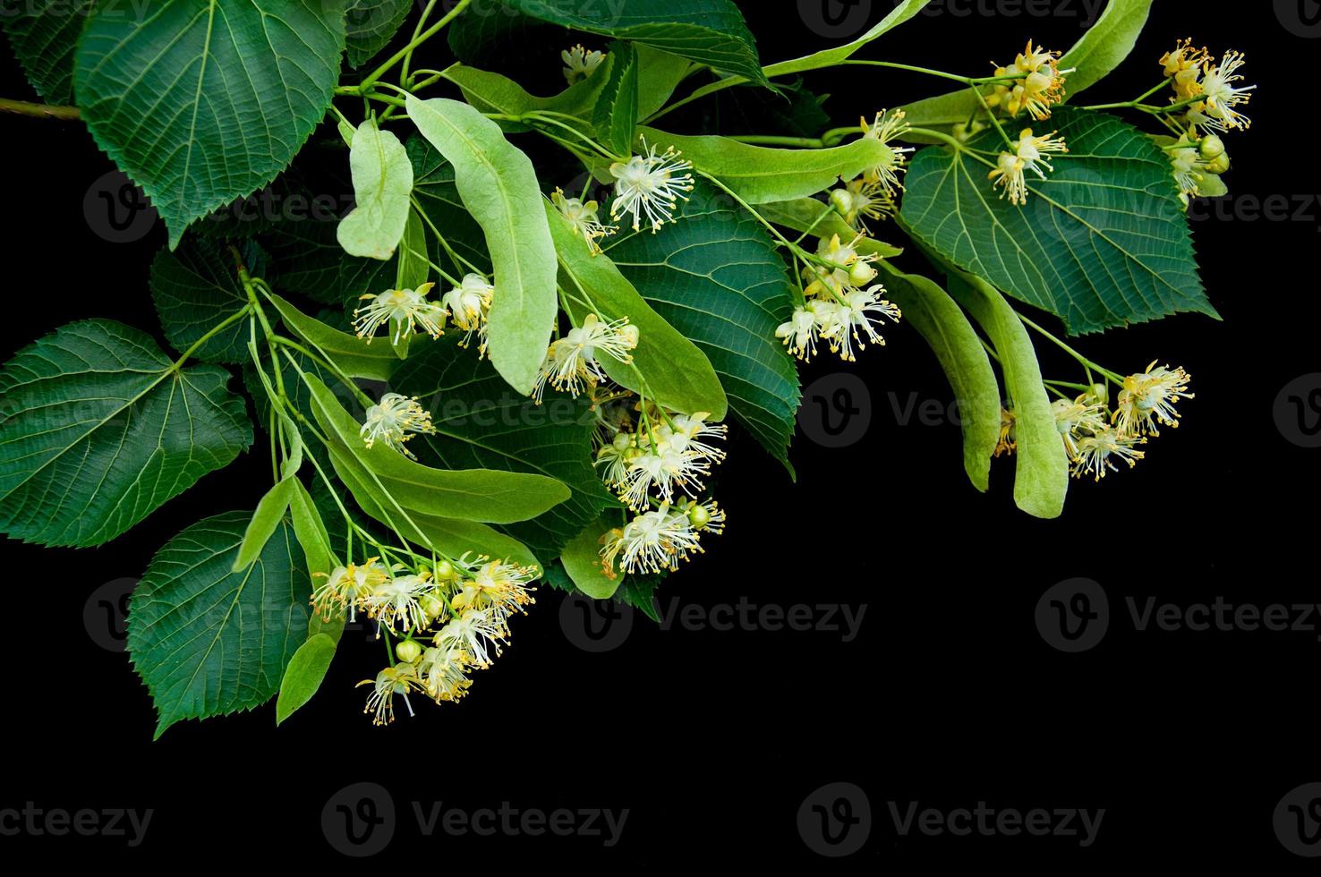 Linden flowers isolated on black photo