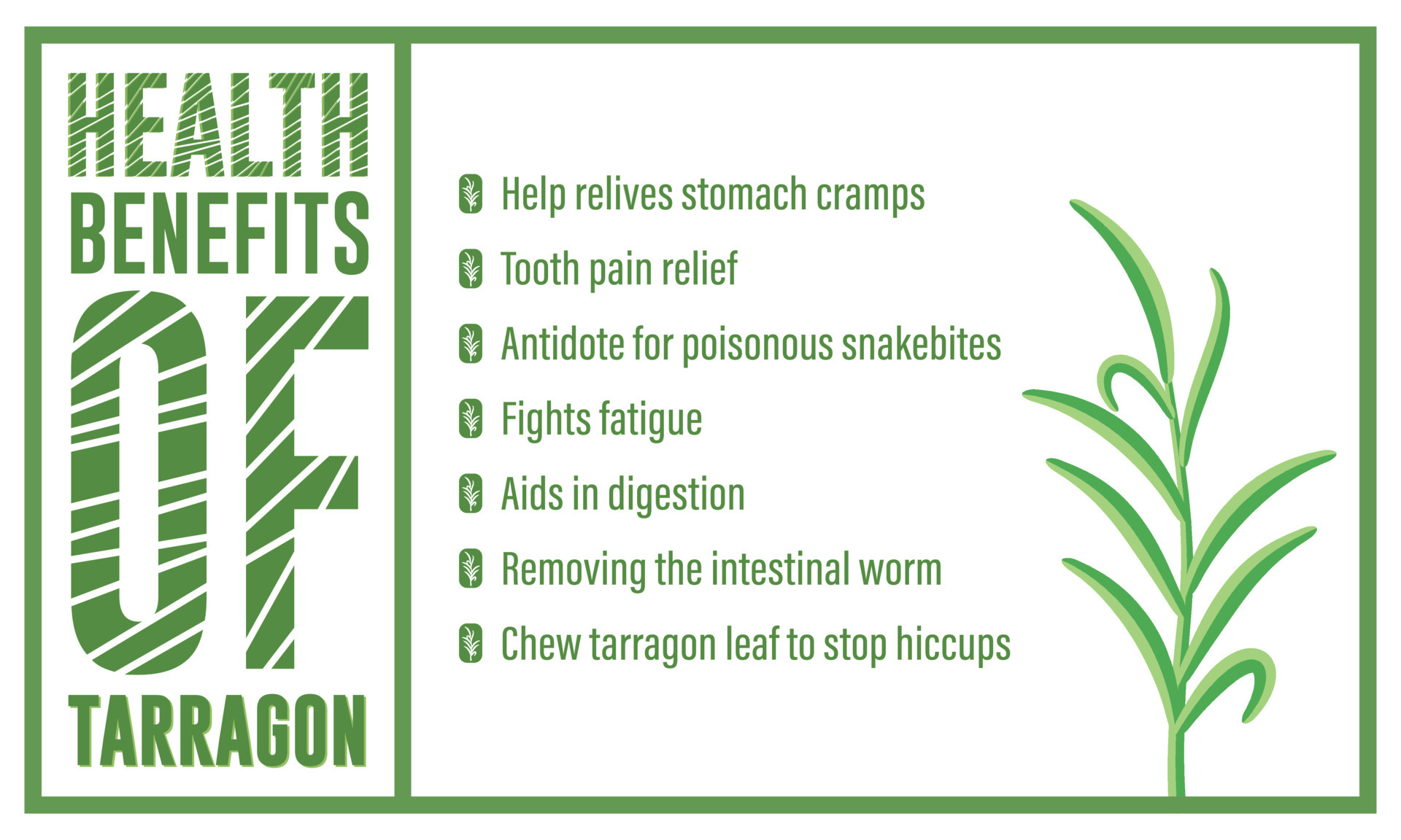 Health benefits of tarragon, tarragon uses 5918466 Vector Art at Vecteezy