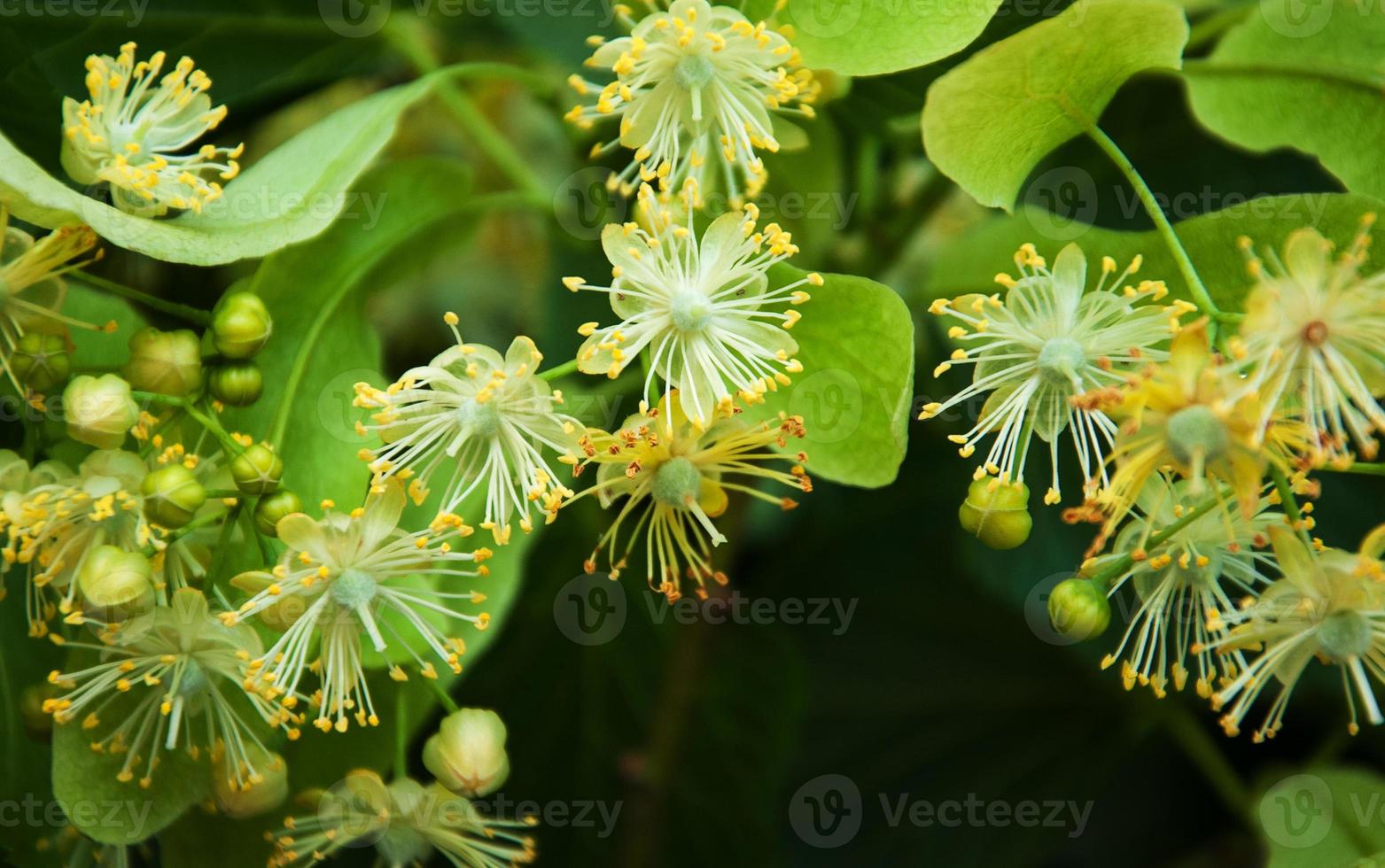 Natural linden flowers photo