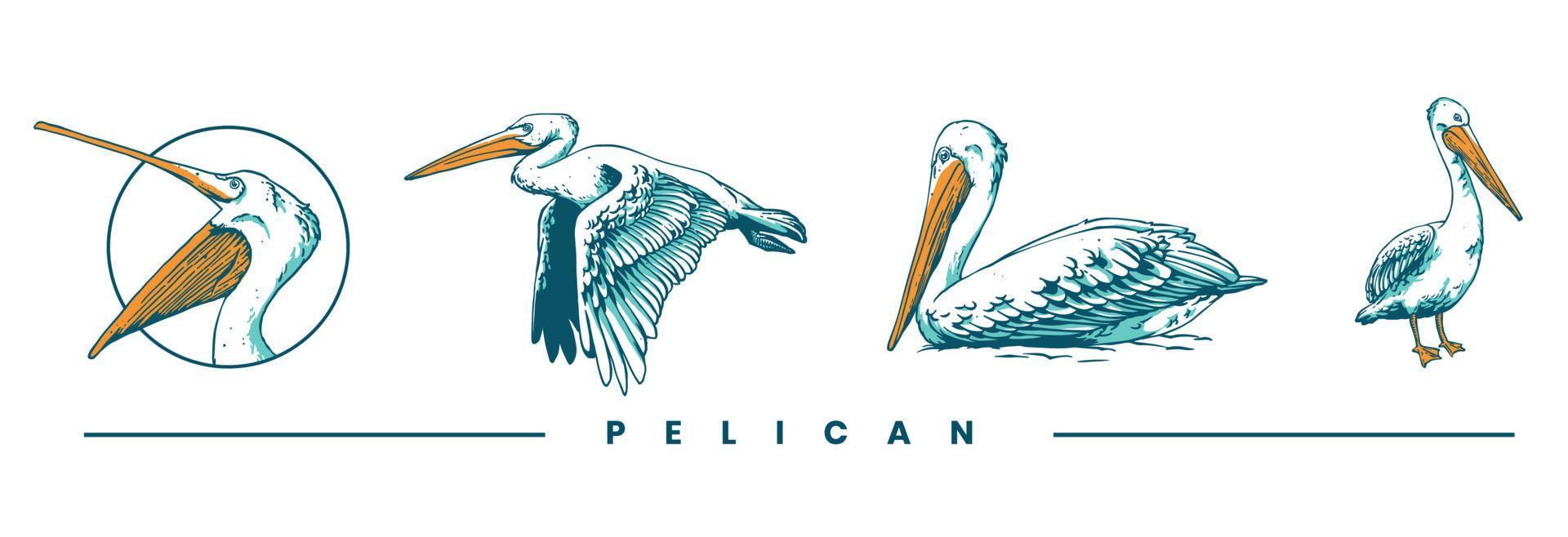 pelican hand drawn vector