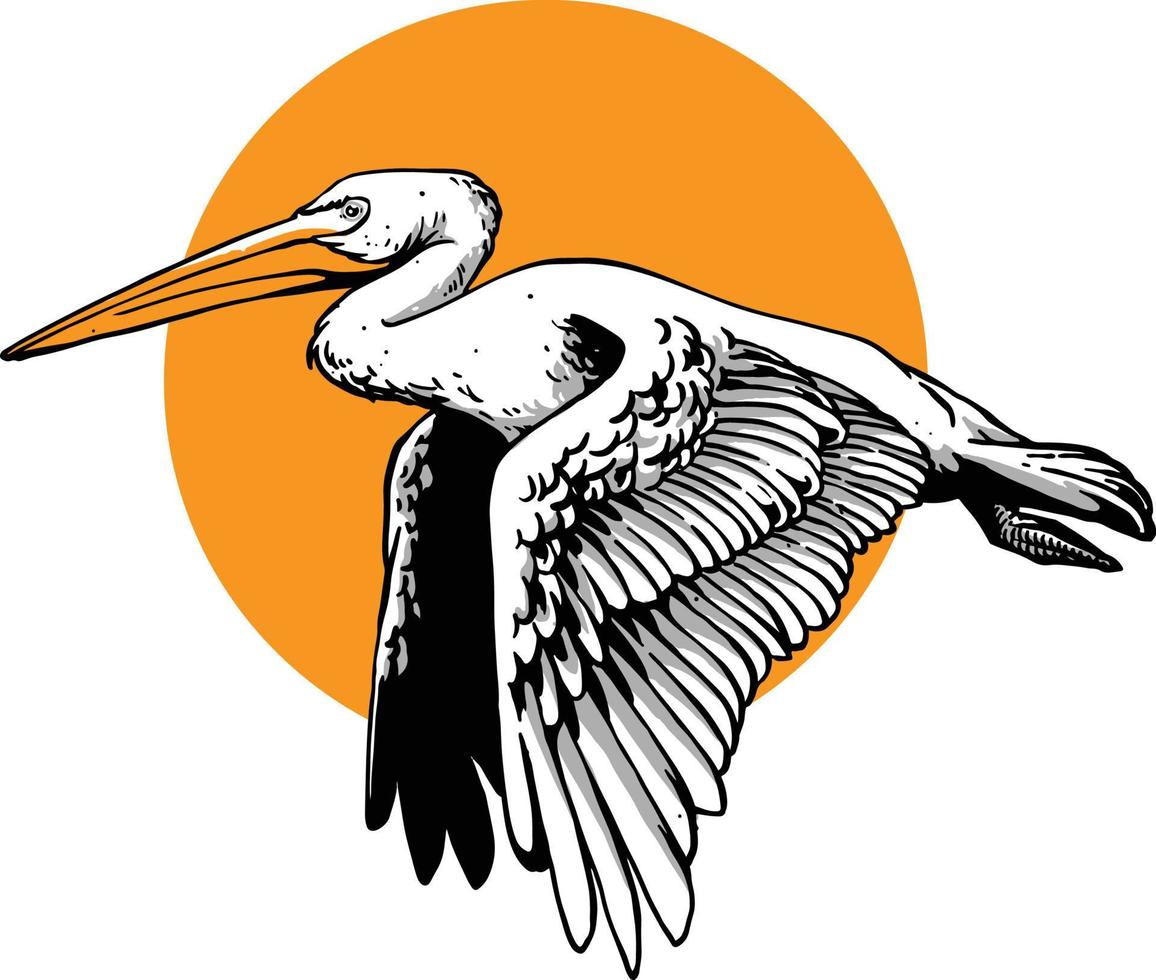 pelican hand drawn vector