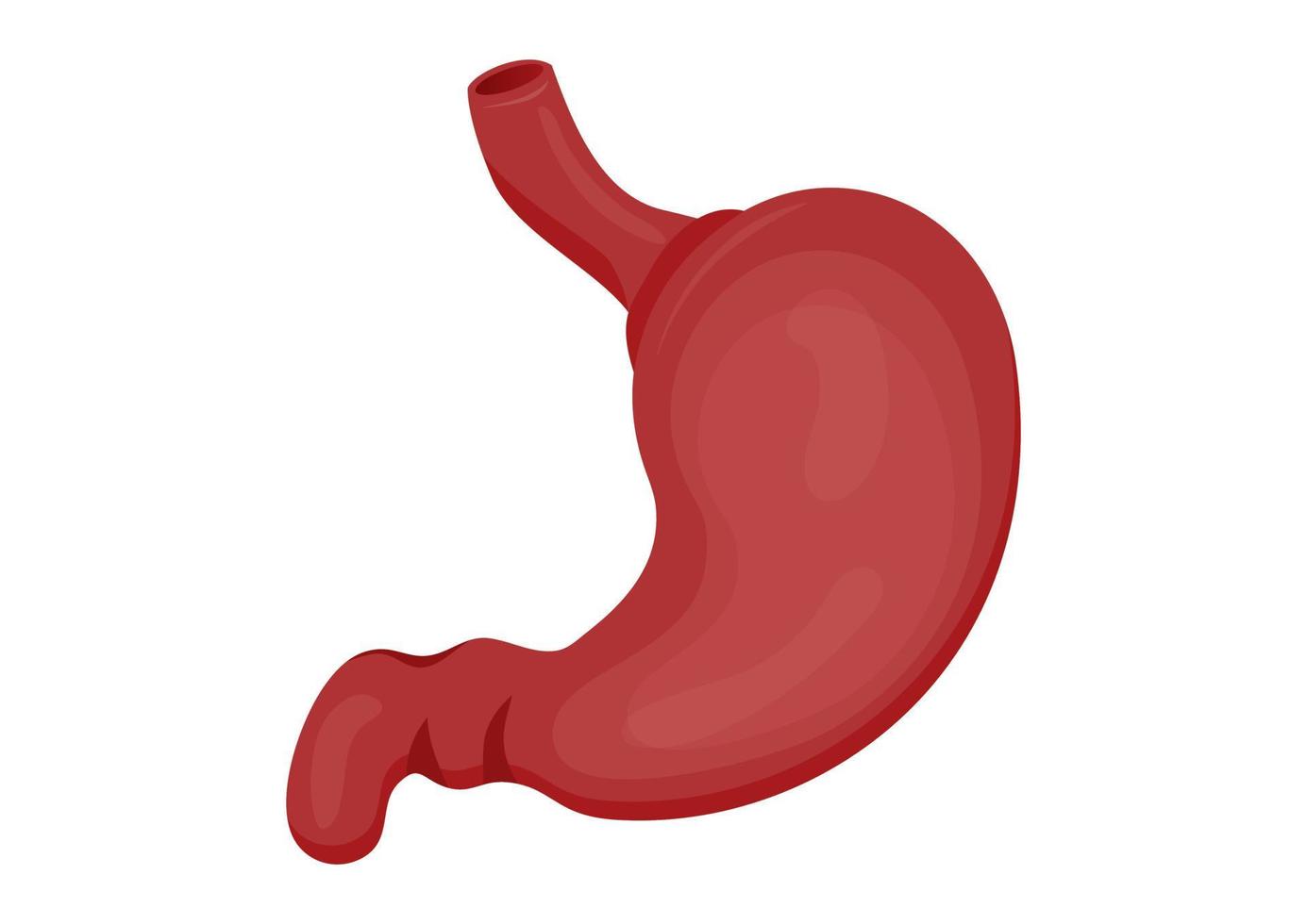 órgano del estómago humano aislado sobre fondo blanco. icono de estómago de diseño de estilo de color vector