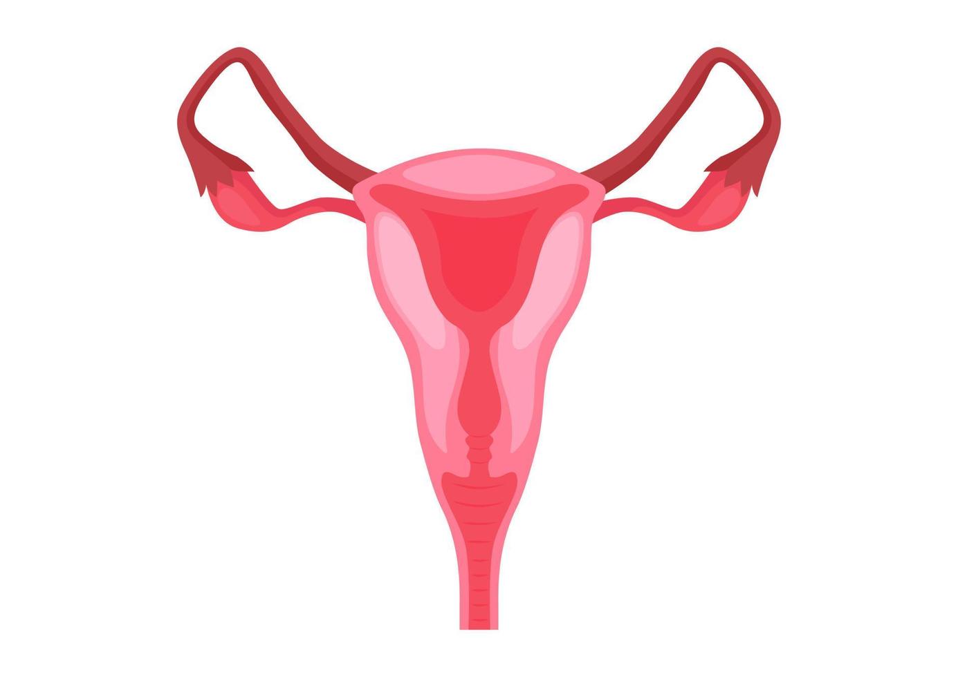 sistemas reproductivos femeninos sobre un fondo blanco. ilustración vectorial de los sistemas reproductivos femeninos vector