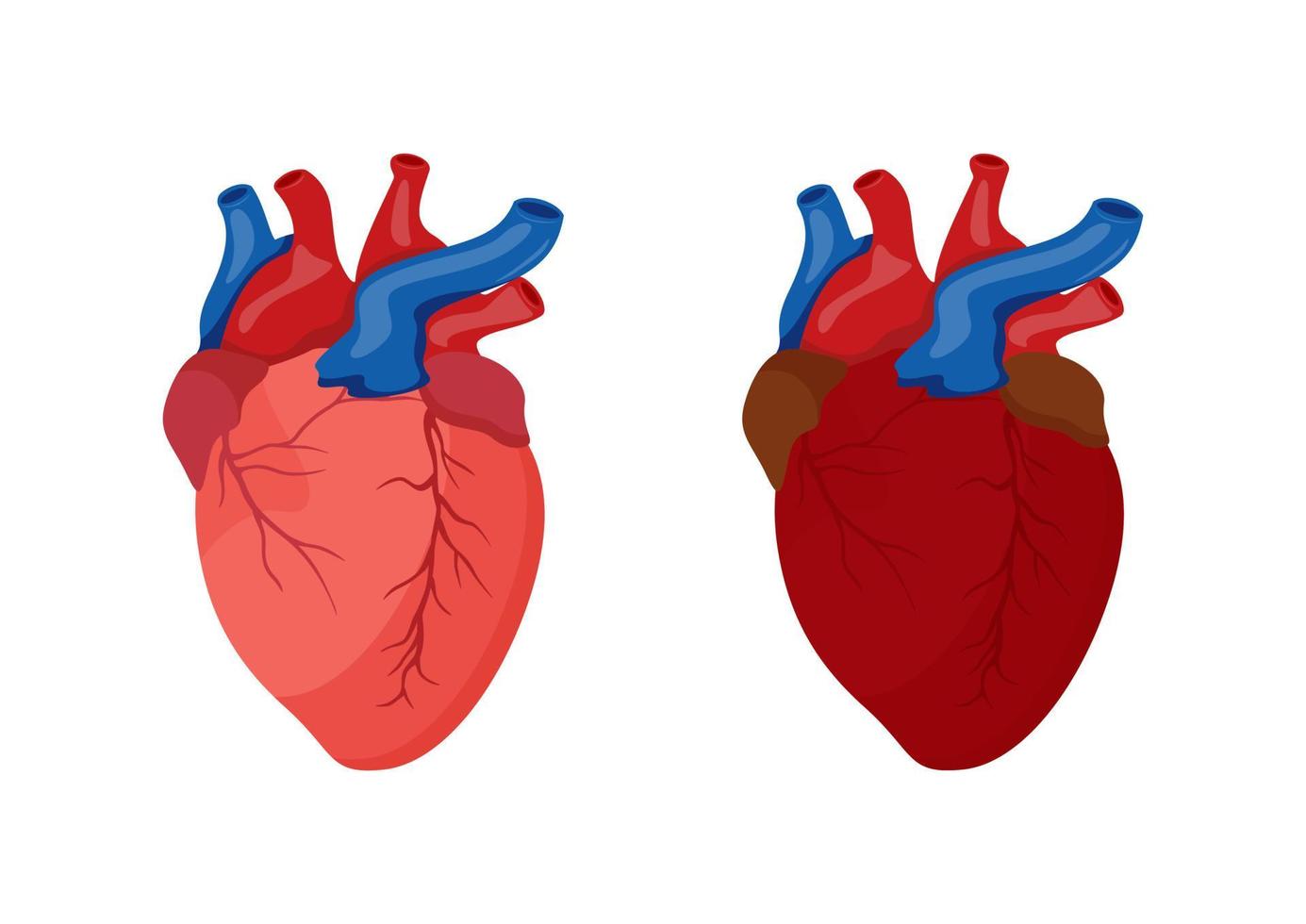 diseño de dibujos animados del corazón humano. ilustración vectorial del corazón humano aislado sobre fondo blanco vector