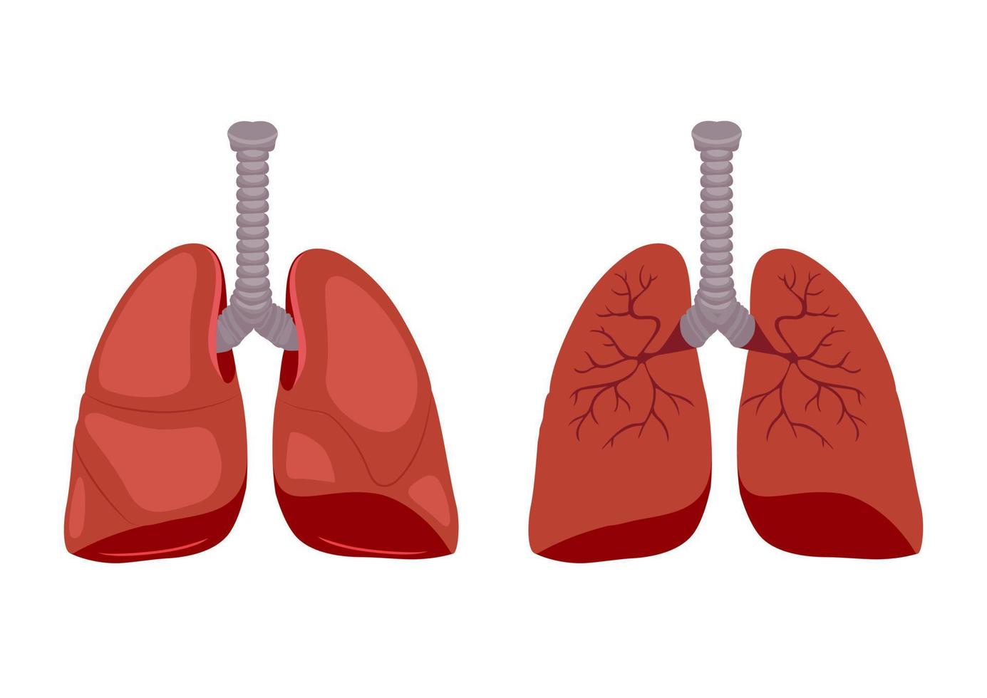 biología médica del diagrama pulmonar. ilustración vectorial aislado sobre fondo blanco vector