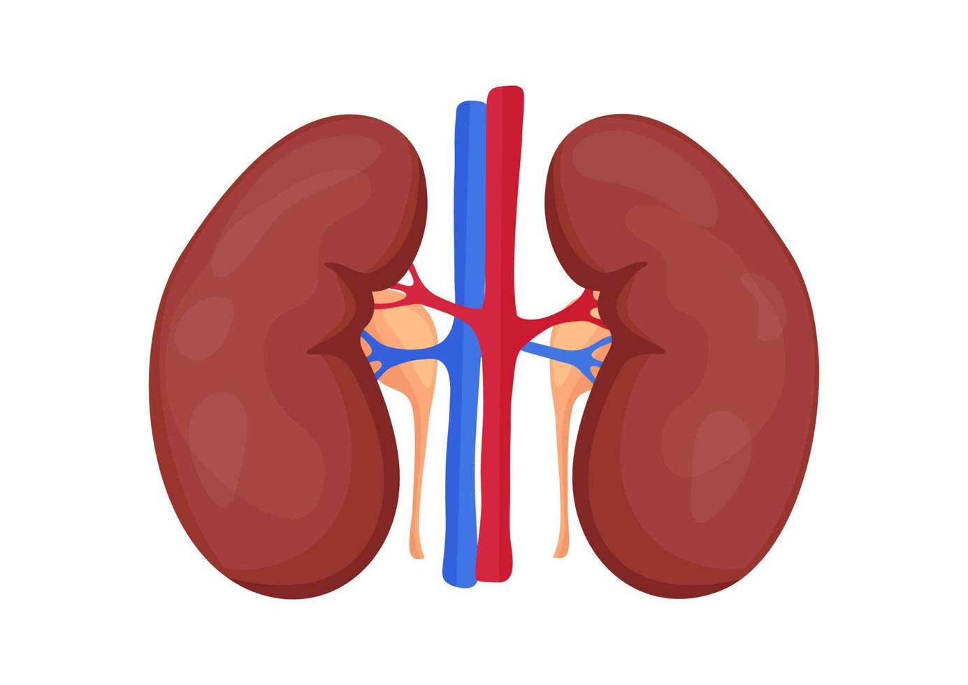 Human kidney and its arteries isolated on white background. Vector illustration of human kidney organ