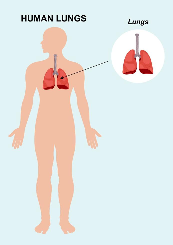 anatomía del órgano pulmonar humano. ilustración vectorial de órganos humanos pulmones aislado sobre fondo blanco vector