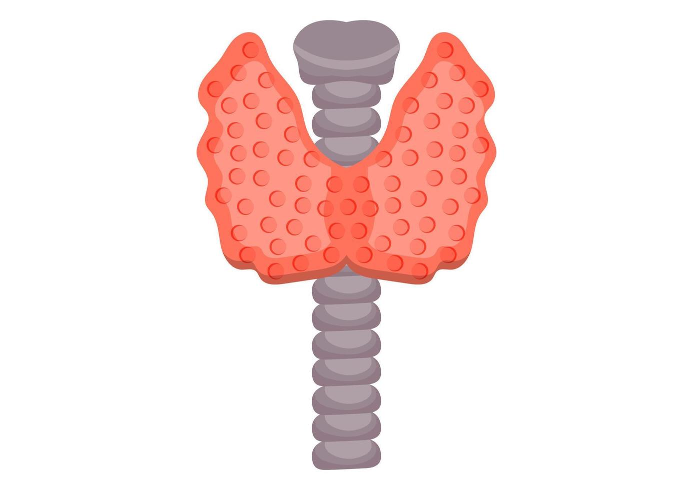 ilustración de vector de glándula tiroides aislada sobre fondo blanco. glándula tiroides humana en estilo plano