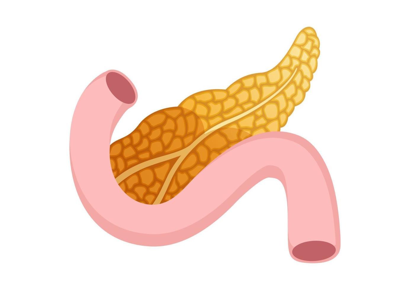 Pancreas icon in cartoon style isolated on white background. Vector design of pancreas