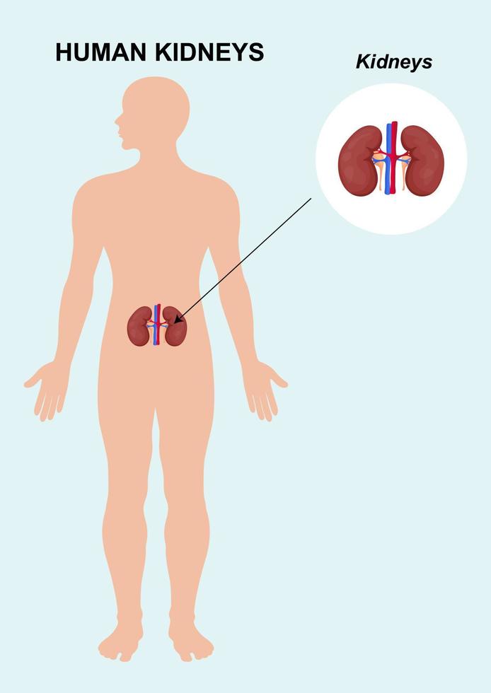 Human kidney organ anatomy. Vector illustration of human kidney anatomy