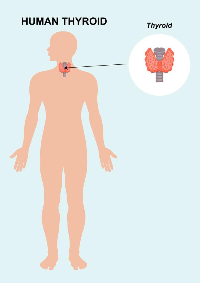 ilustración vectorial de la anatomía del órgano tiroideo humano. vector