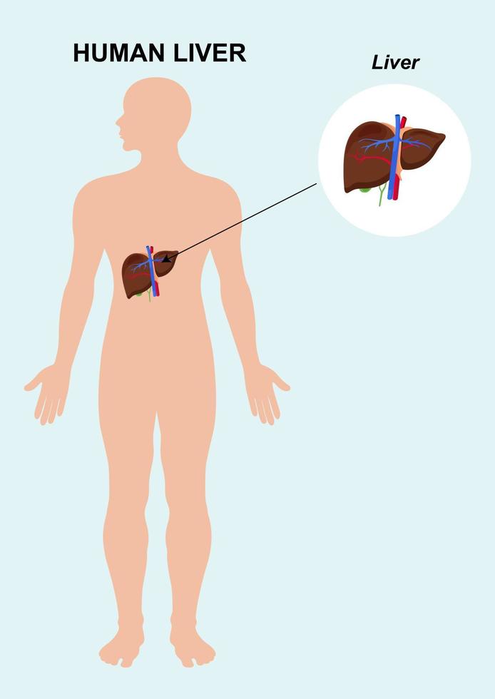 Human liver organ anatomy. Illustration of the human internal liver vector