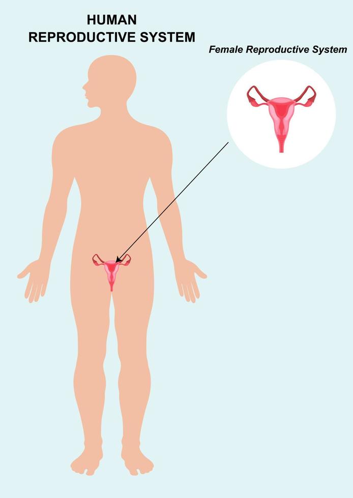 Anatomía del sistema reproductor femenino aislado sobre fondo blanco. vector