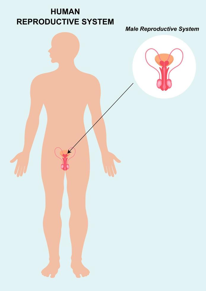 anatomía del sistema reproductor masculino aislado sobre fondo blanco vector