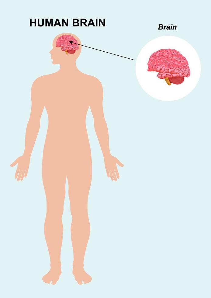 Brain organ anatomy. Human organ anatomy. Human brain. Vector, cartoon  illustration 5920711 Vector Art at Vecteezy