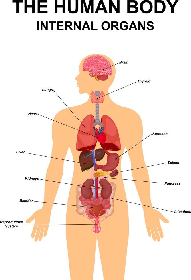 Órganos internos del esquema de póster infográfico plano del cuerpo humano con iconos, imágenes, ubicación, nombre y definiciones, ilustración vectorial. corazón, cerebro, hígado y riñones, sistema reproductor masculino vector