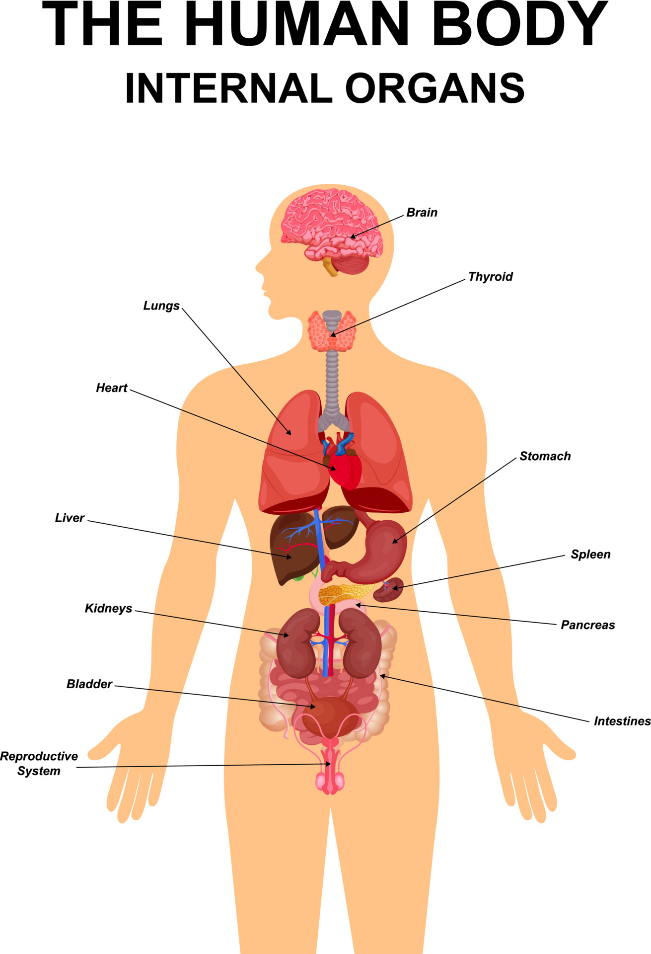 Internal organs of human body flat infographic poster scheme with icons