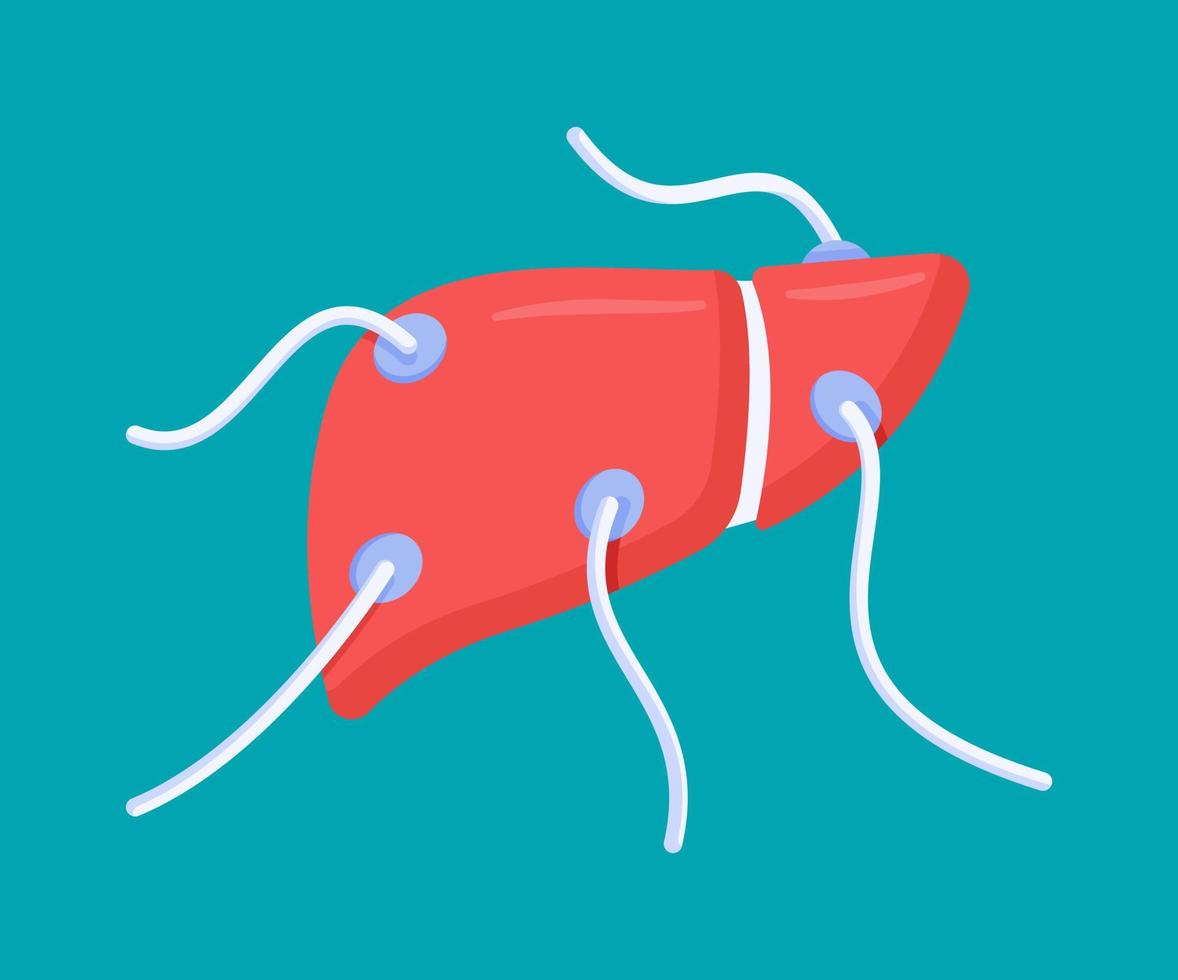 Vector illustration of donor liver isolated on blue background. Human lungs.