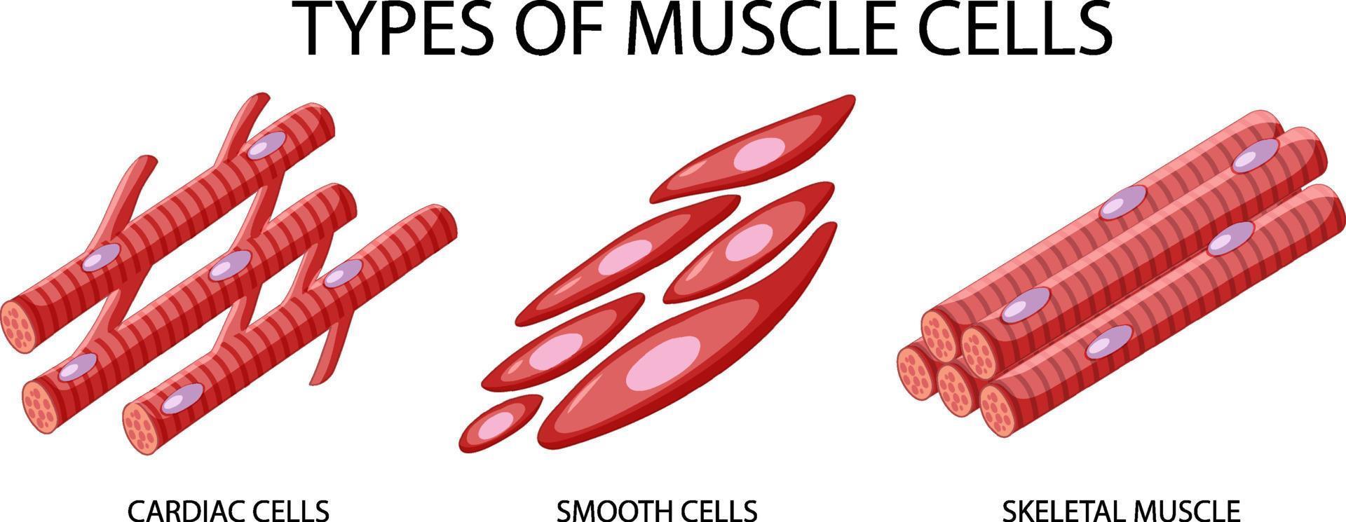 Type of muscle cells on white background vector