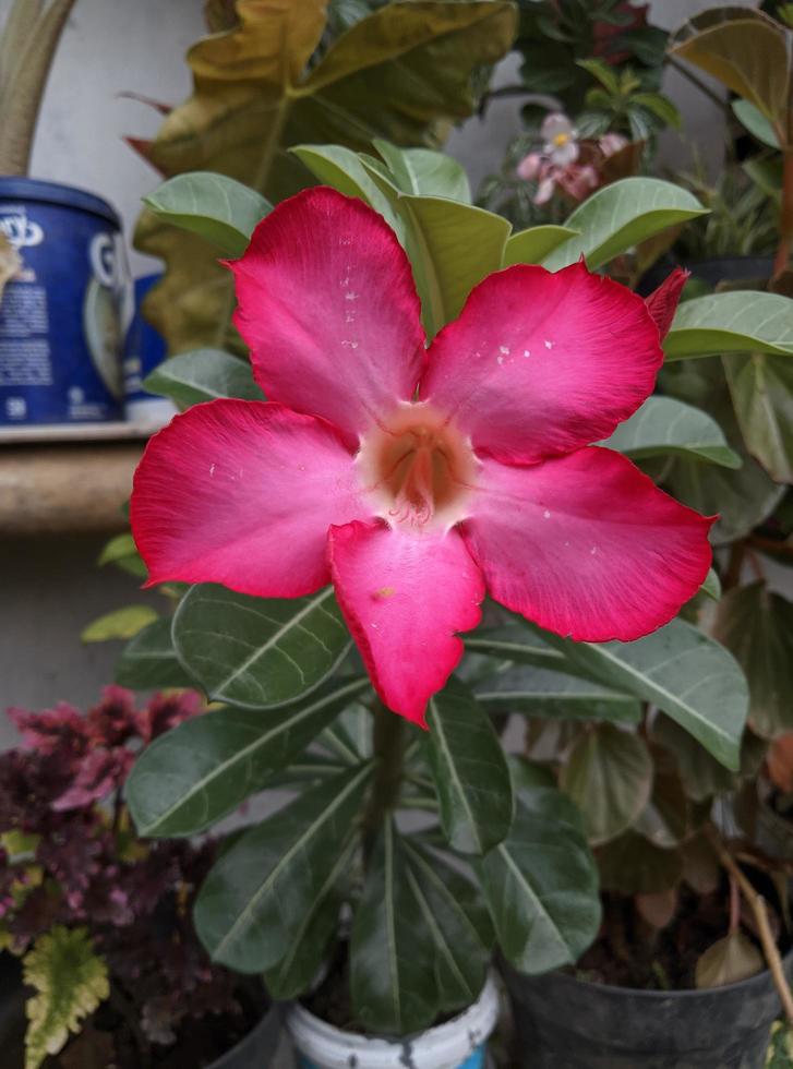 beautiful and unique pink frangipani flower photo 5922839 Stock Photo ...