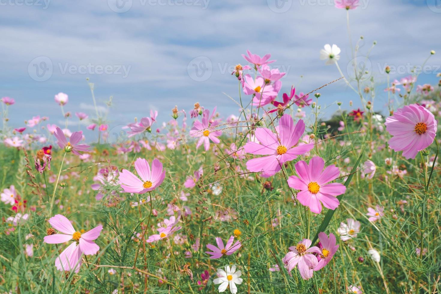 Pink cosmos flower blooming background in vintage style 5922964 Stock