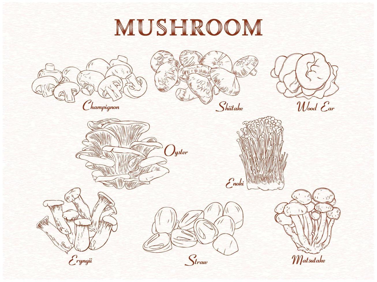 Set of edible mushroom group. background, vintage handdrawn handdrawn. Vector illustration with text