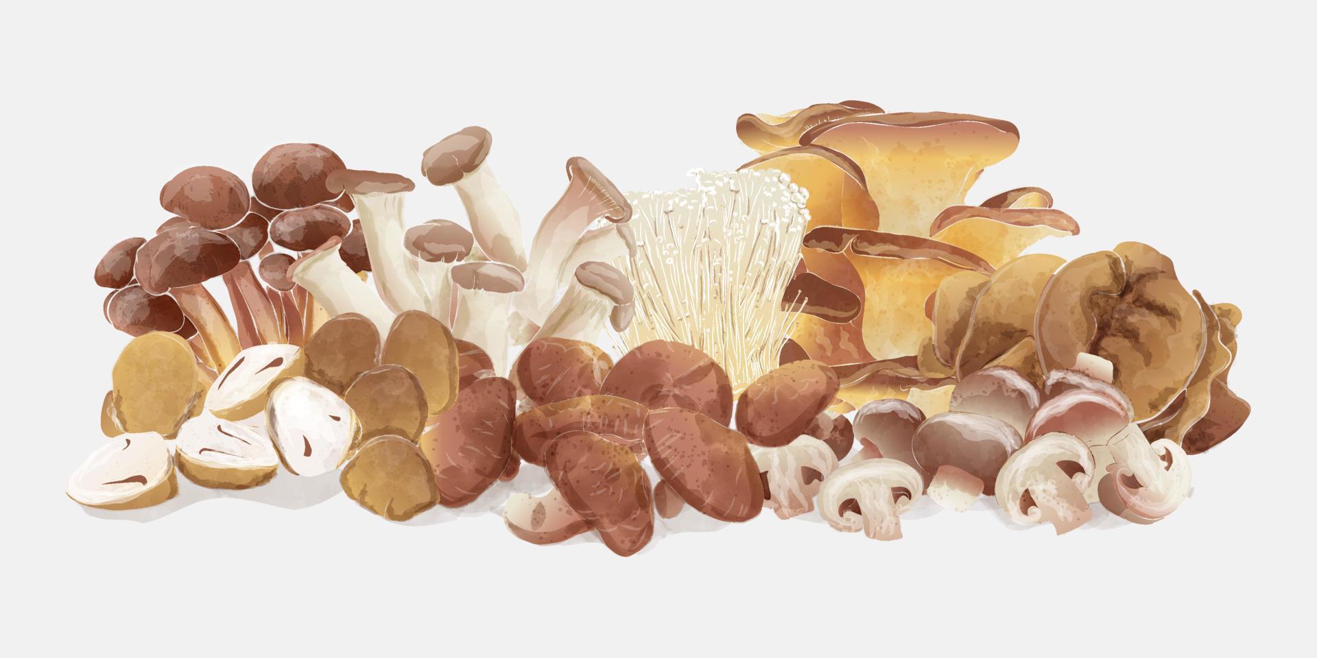 Set of edible mushroom group. background, vintage watercolor. Vector illustration