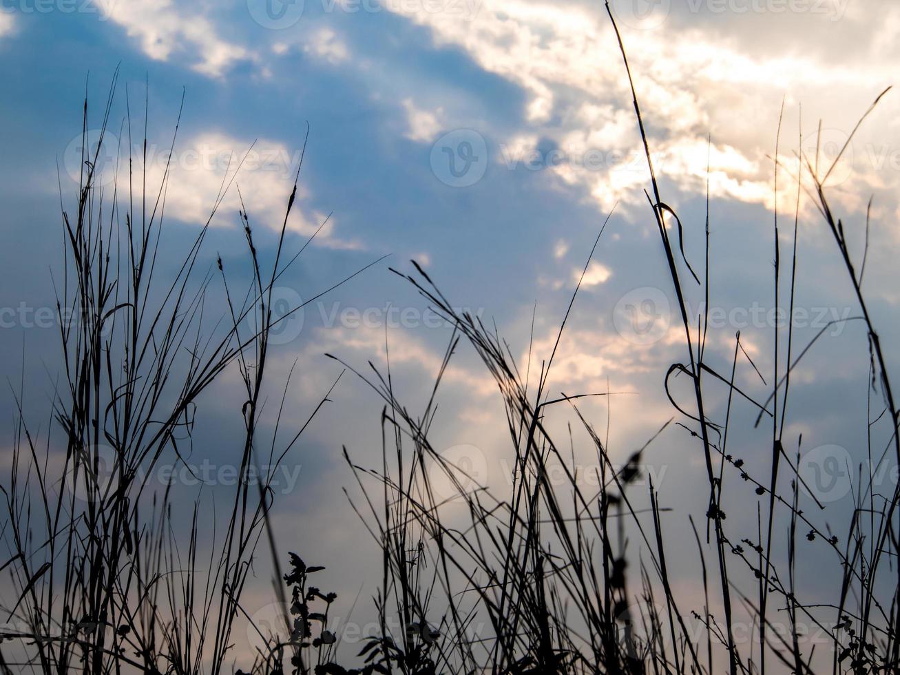 Silhouette blade of grass and the vivid color of light of the evening sky photo