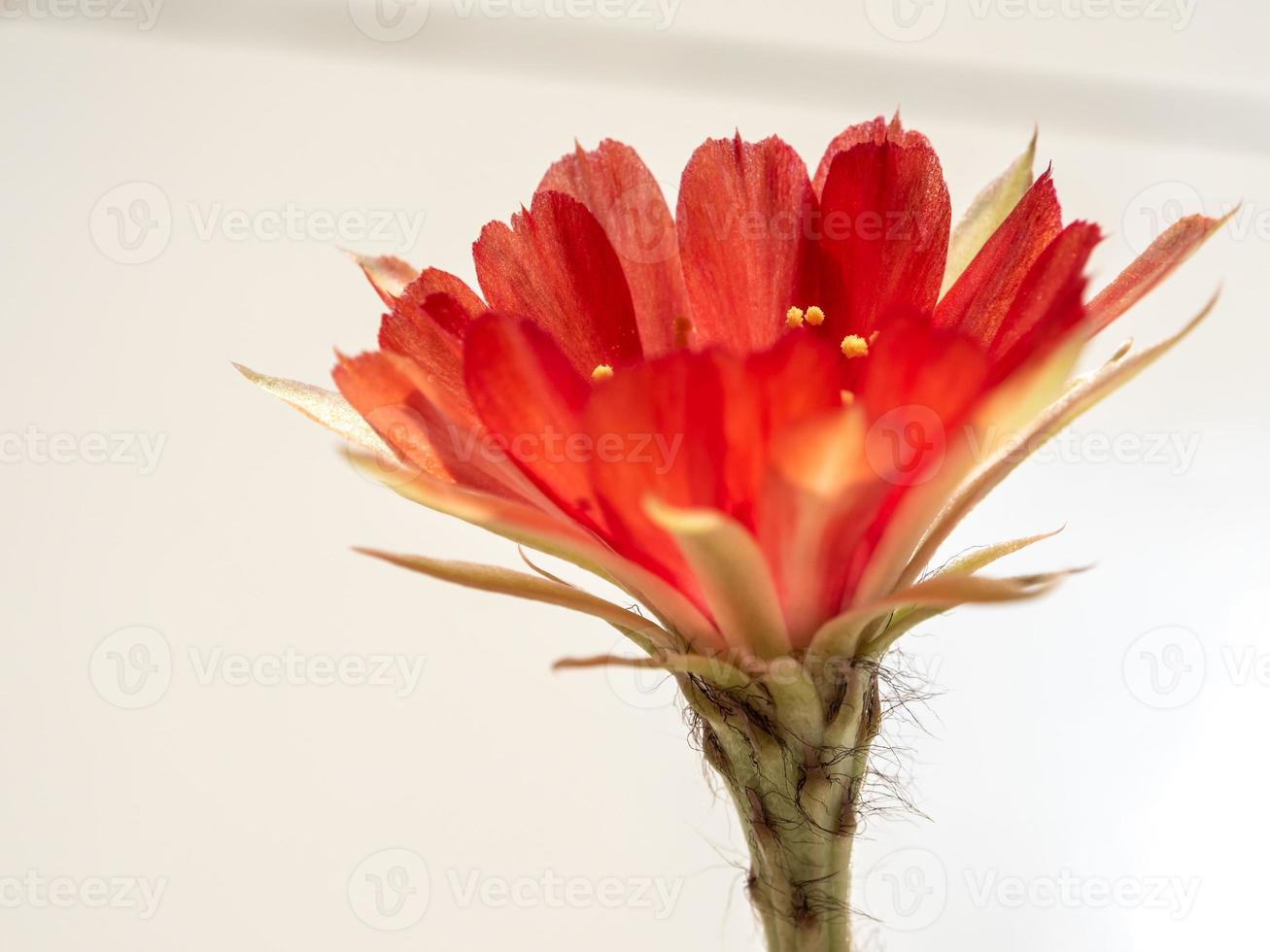 Pétalo delicado de color rojo con mullido peludo de flor de cactus echinopsis foto