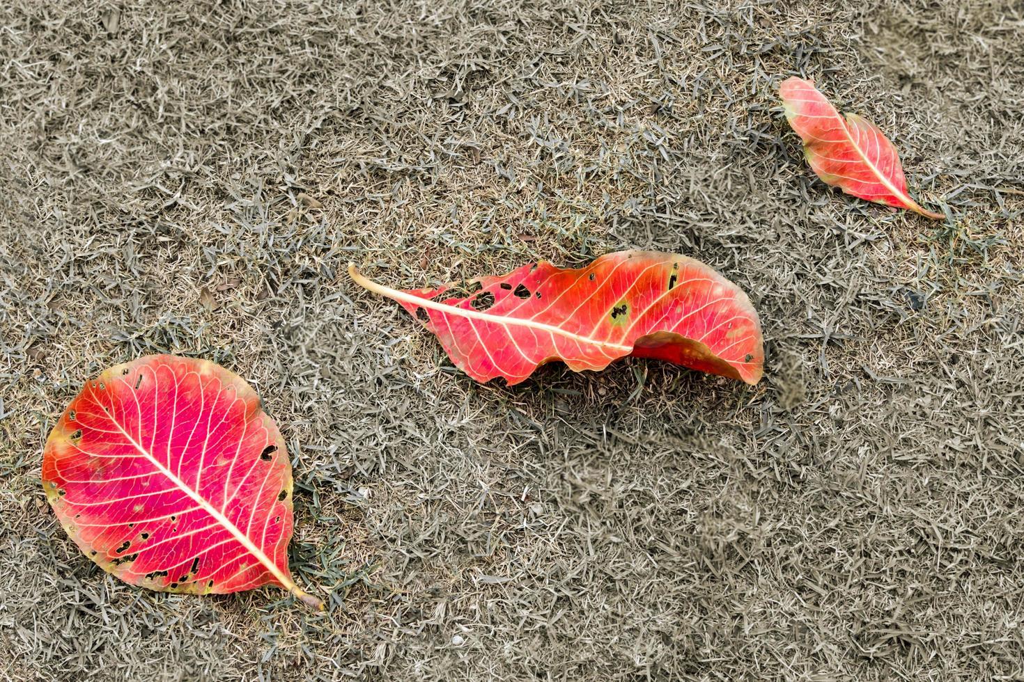 Red and yellow leaves on greensward photo