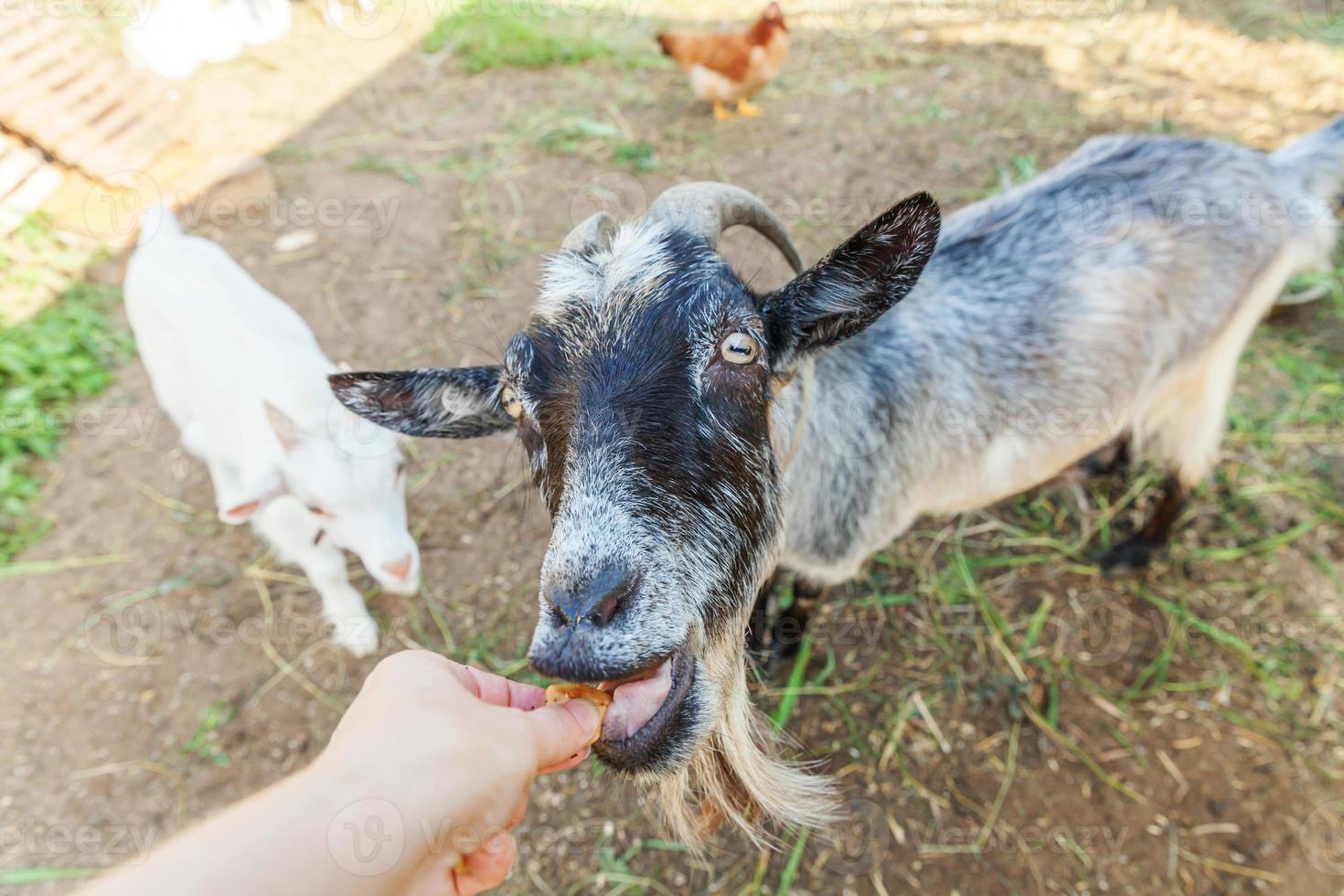 Cute goat relaxing in ranch farm in summer day eating with hand. Domestic goats grazing in pasture and chewing, countryside background. Goat in natural eco farm growing to give milk and cheese. photo