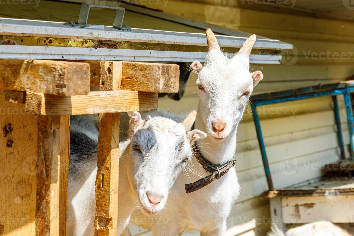 Cute free range goatling on organic natural eco animal farm freely grazing in yard on ranch background. Domestic goat graze in pasture. Modern animal livestock, ecological farming. Animal rights. photo