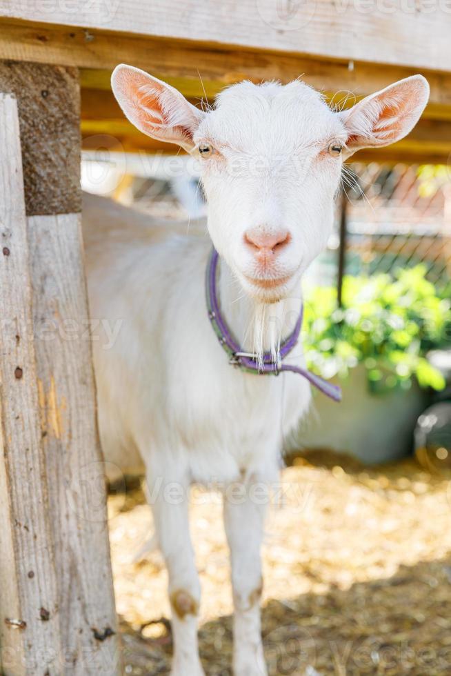 Cute free range goatling on organic natural eco animal farm freely grazing in yard on ranch background. Domestic goat graze in pasture. Modern animal livestock, ecological farming. Animal rights. photo