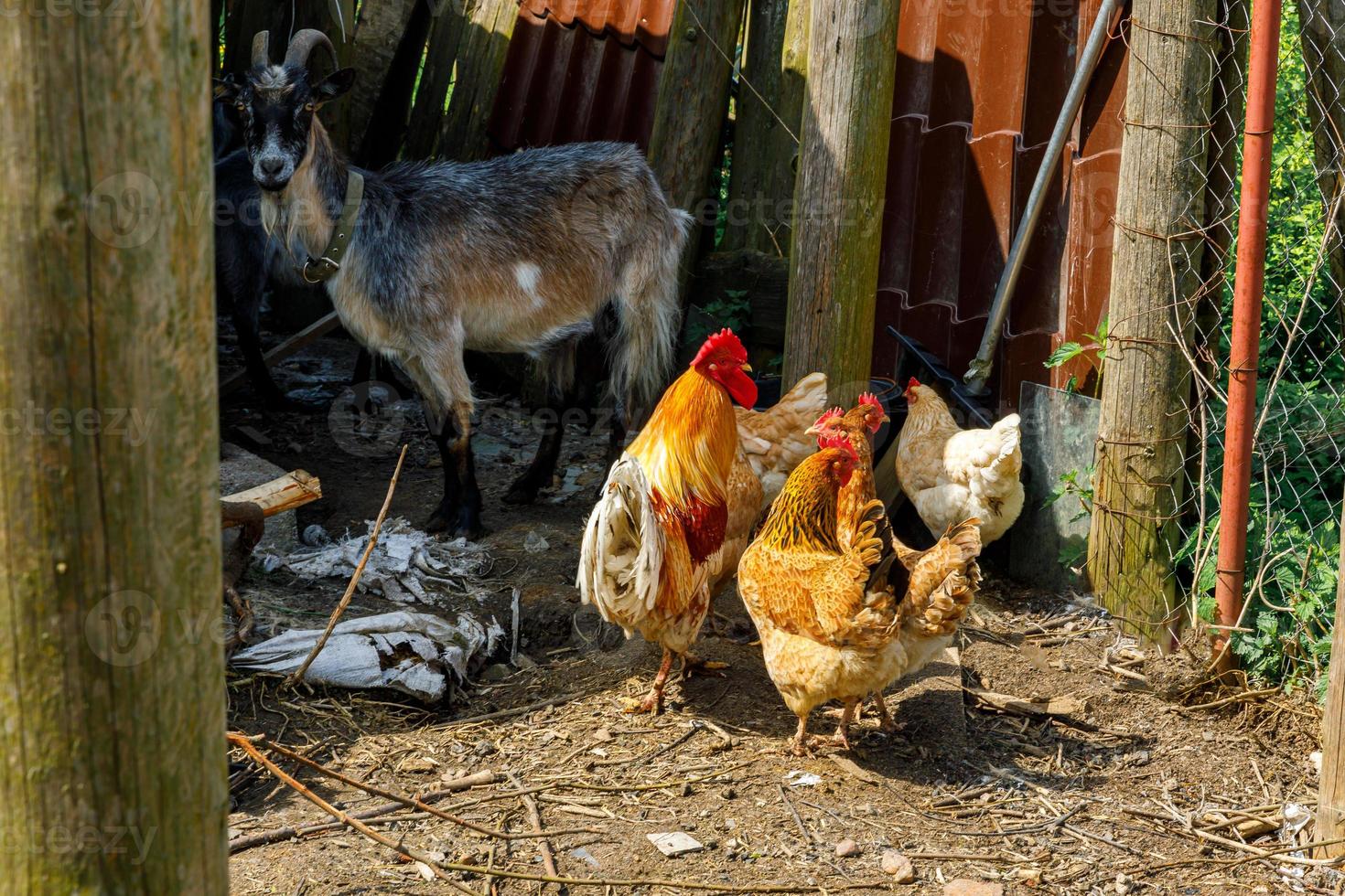 Goat and free range chicken on organic animal farm freely grazing in yard on ranch background. Hen chickens domestic goat graze in pasture. Modern animal livestock, ecological farming. Animal rights. photo