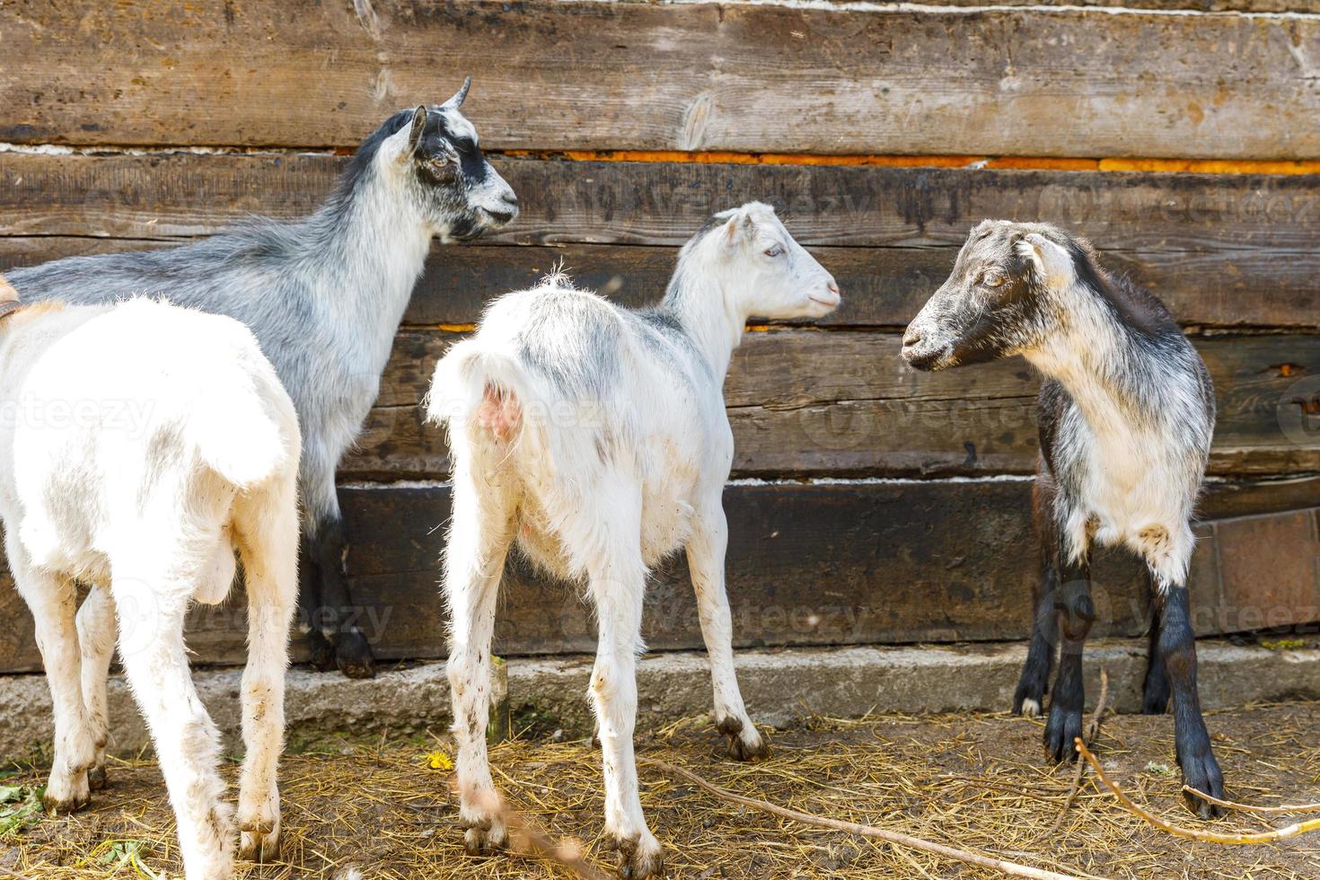 Cute free range goatling on organic natural eco animal farm freely grazing in yard on ranch background. Domestic goat graze in pasture. Modern animal livestock, ecological farming. Animal rights. photo