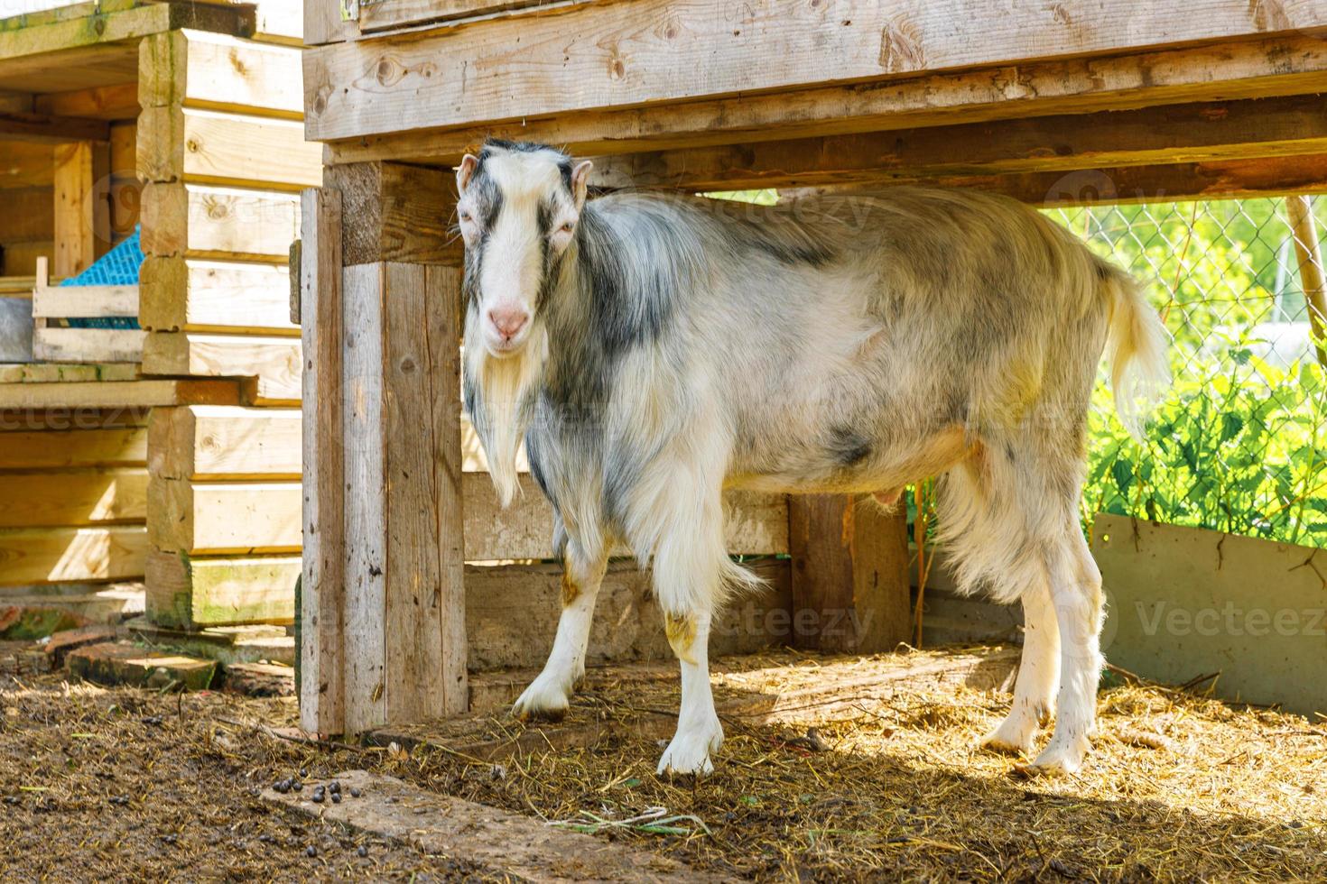 Modern animal livestock. Cute funny goat relaxing in yard on farm in summer day. Domestic goat grazing in pasture on ranch background. Goat in natural eco farm. Ecological farming. photo