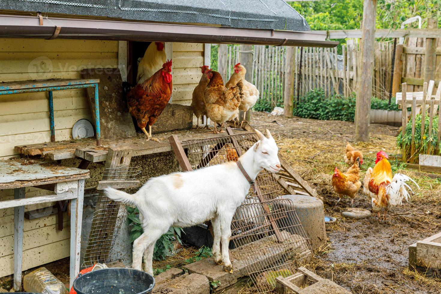 Goat and free range chicken on organic animal farm freely grazing in yard on ranch background. Hen chickens domestic goat graze in pasture. Modern animal livestock, ecological farming. Animal rights. photo