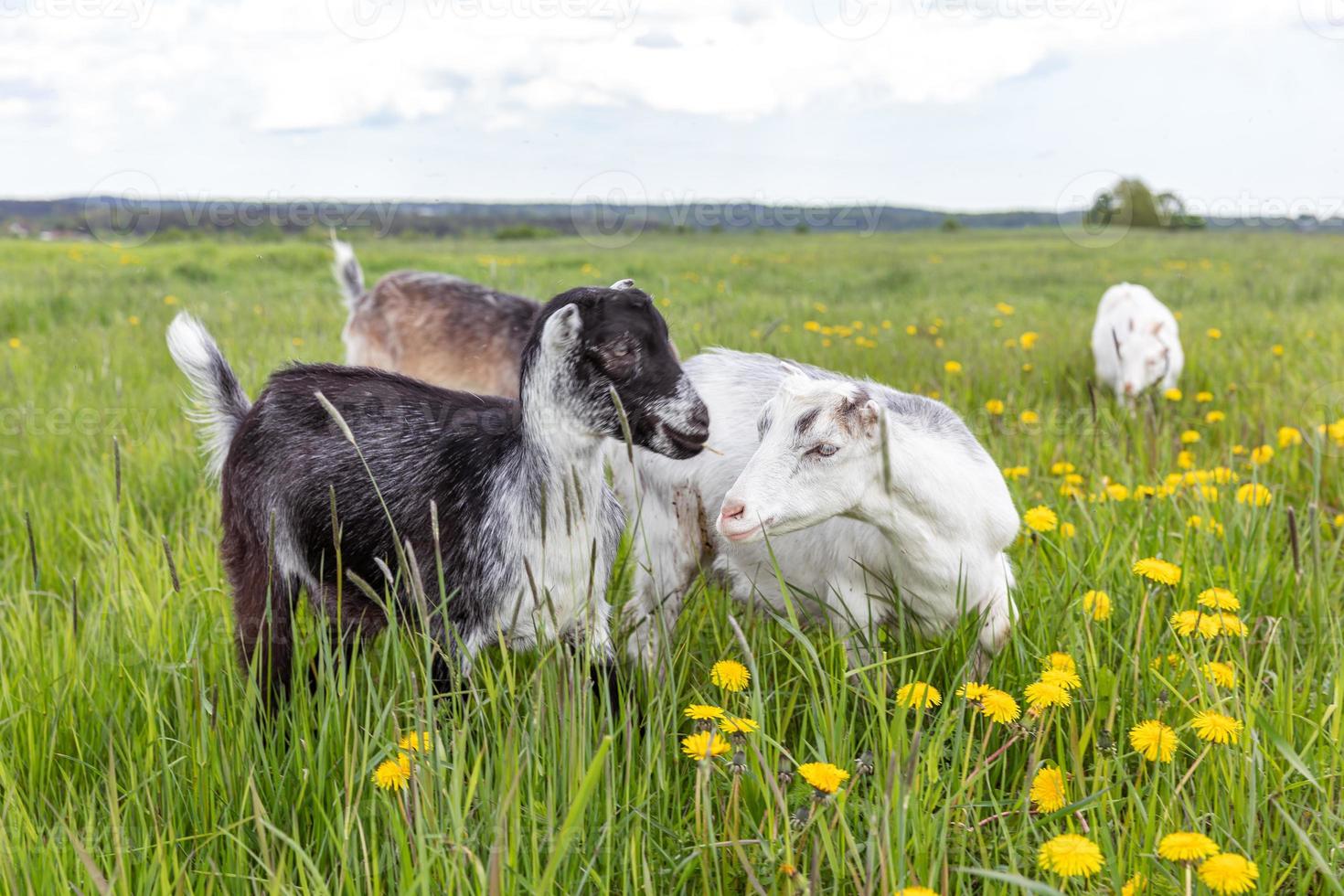 Cute free range goatling on organic natural eco animal farm freely grazing in meadow background. Domestic goat graze chewing in pasture. Modern animal livestock, ecological farming. Animal rights. photo