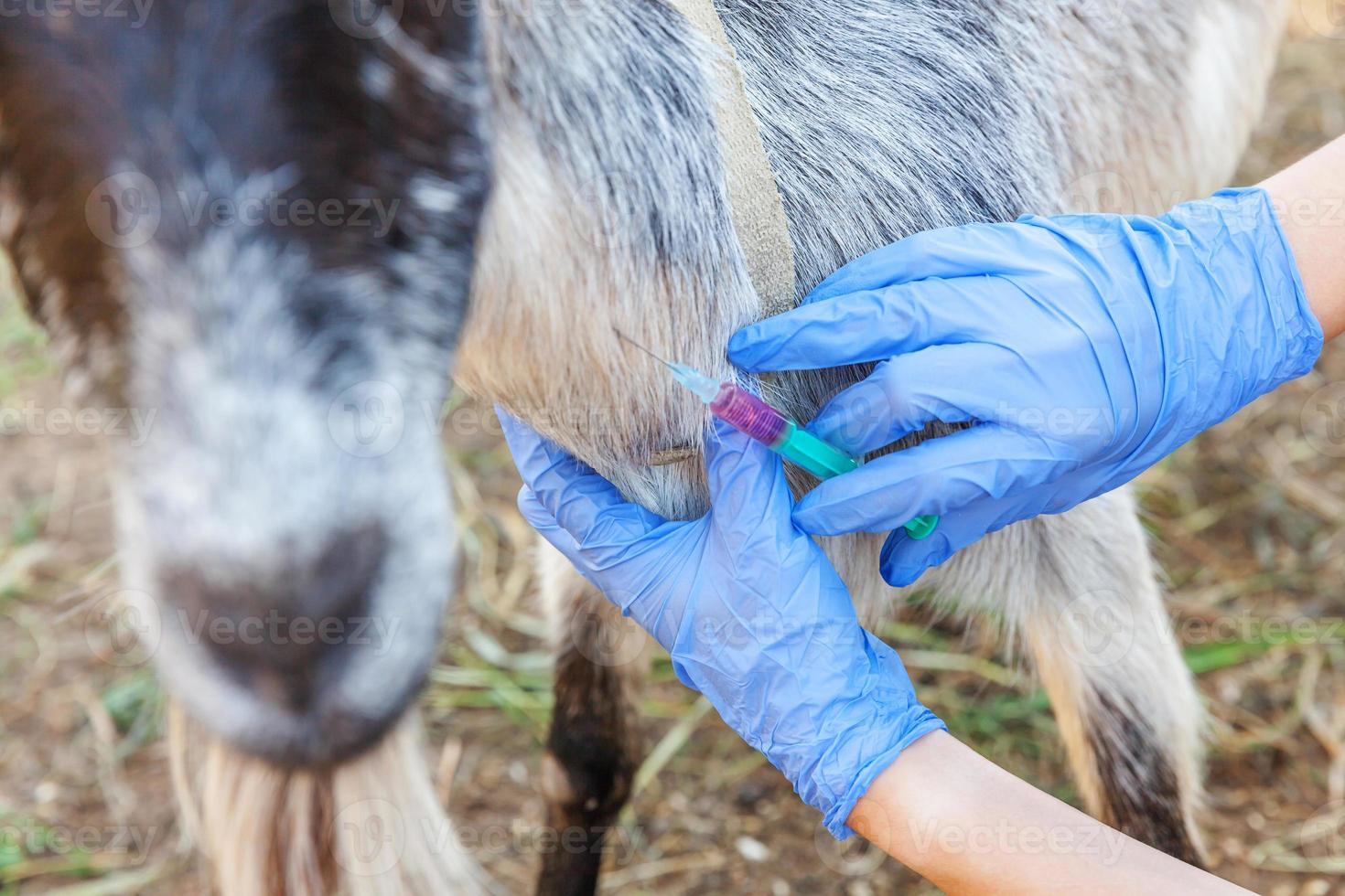 mujer veterinaria con jeringa sosteniendo e inyectando cabra en el fondo del rancho. cabra joven con manos veterinarias, vacunación en granja ecológica natural. cuidado de animales, ganadería moderna, agricultura ecológica. foto